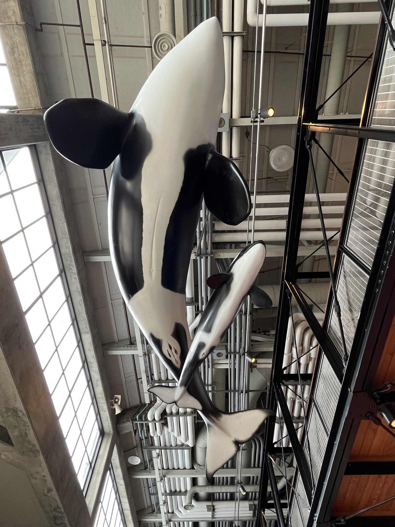 Orca Statues - above visitors