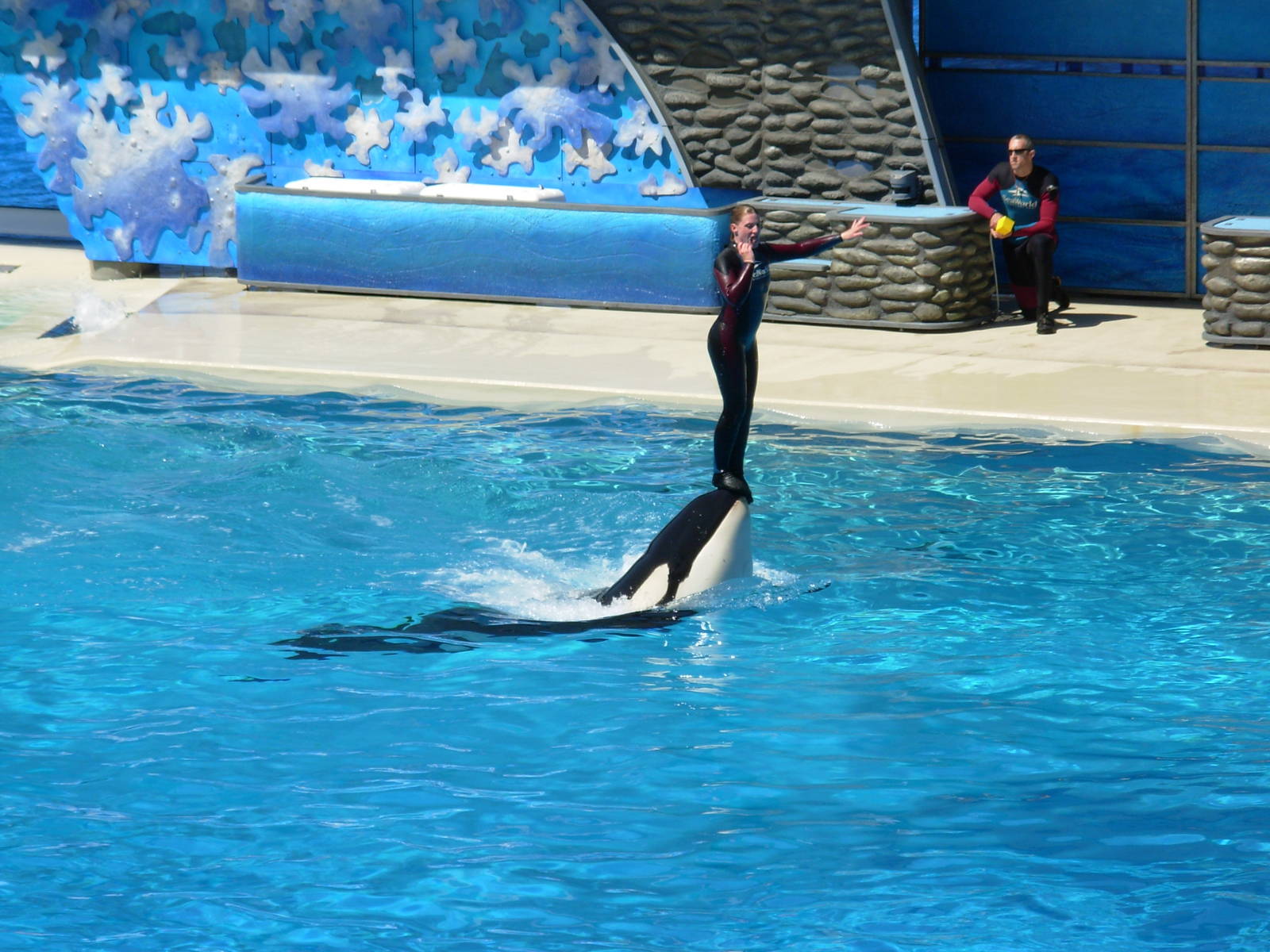 Orca + Trainer Interacting In Water (no longer allowed)