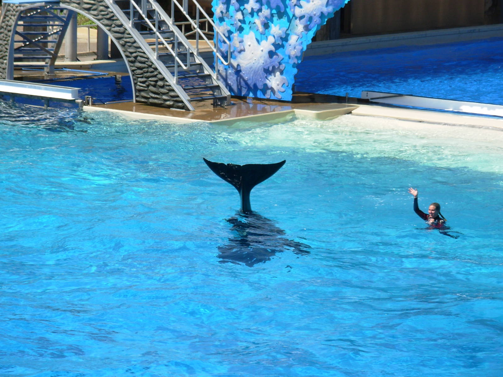 Orca + Trainer Interacting In Water (no longer allowed)