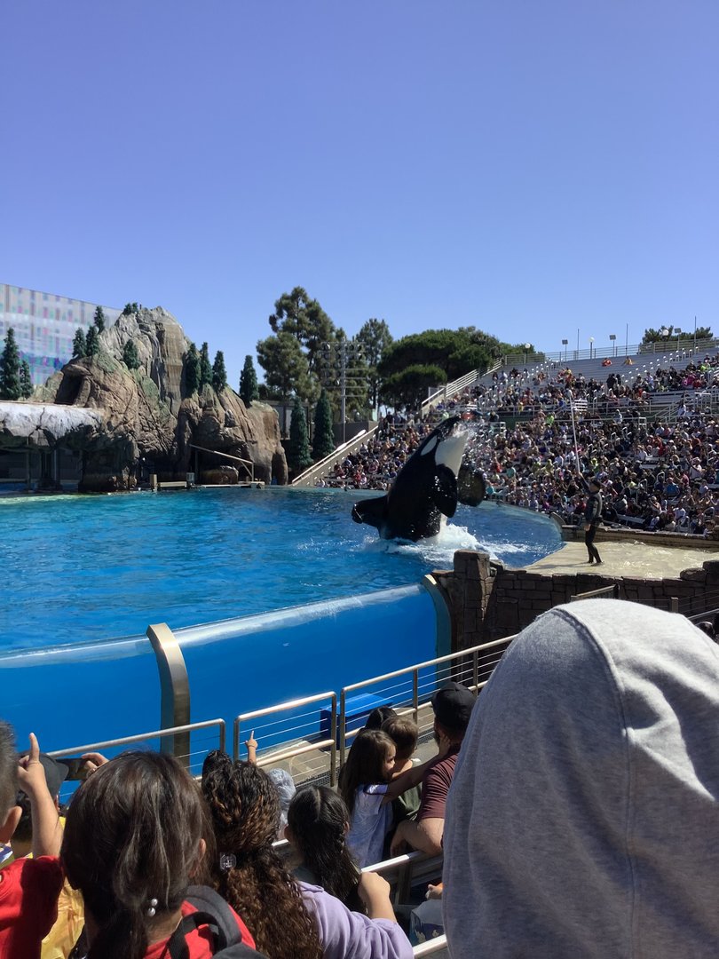 Orca Whale During Show 10/9/21