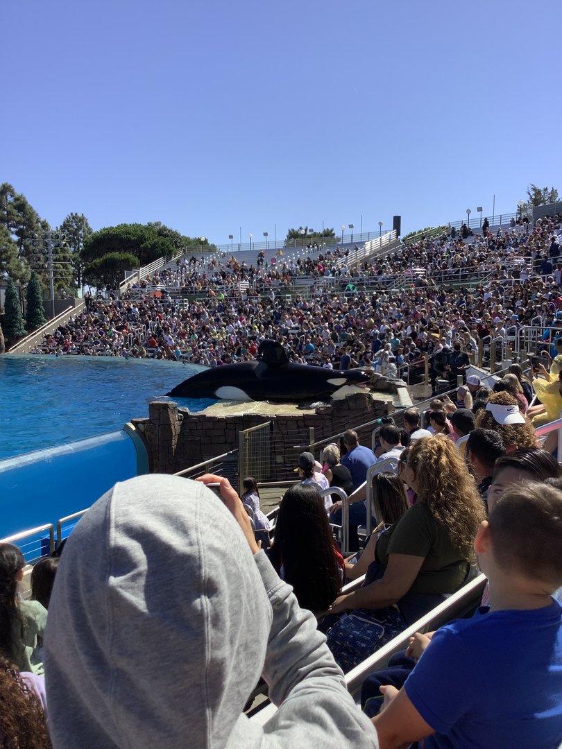 Orca Whale During Show 10/9/21