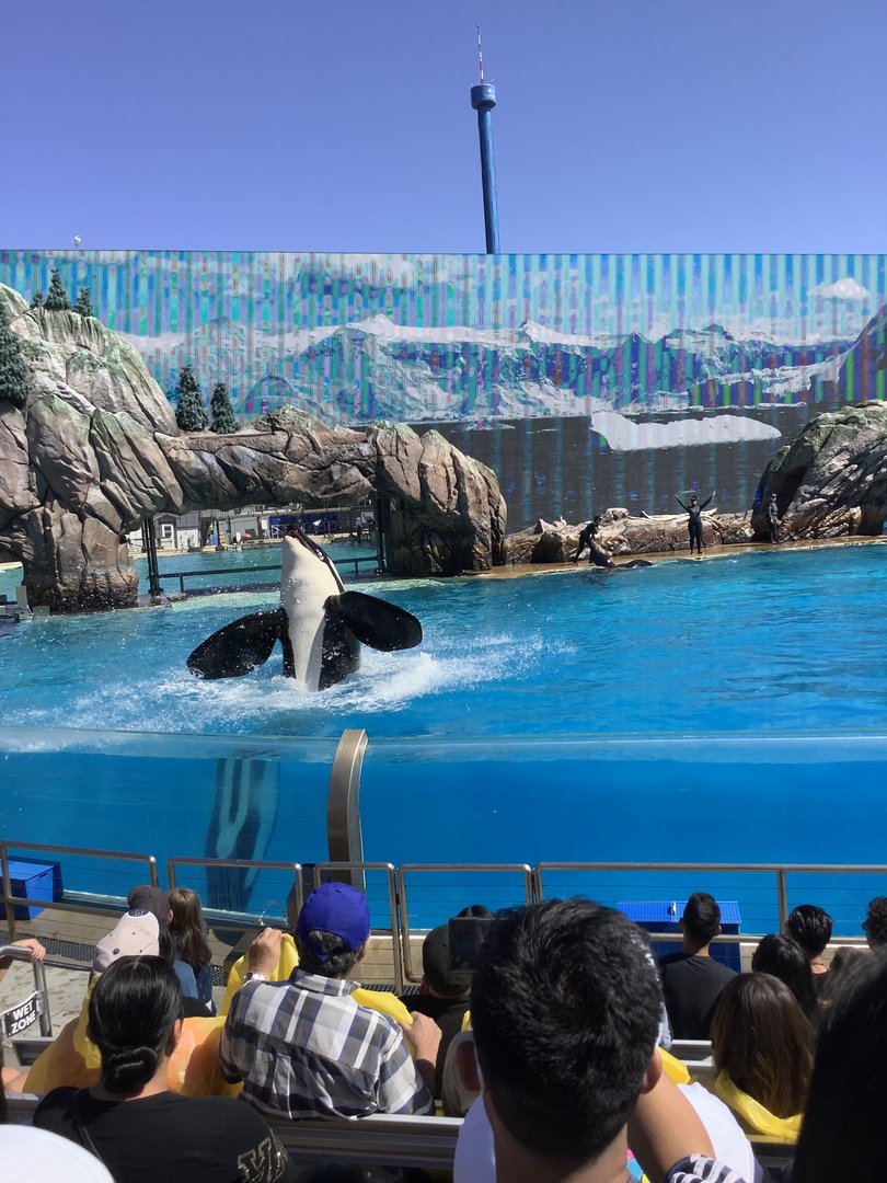 Orca Whale During Show 10/9/21
