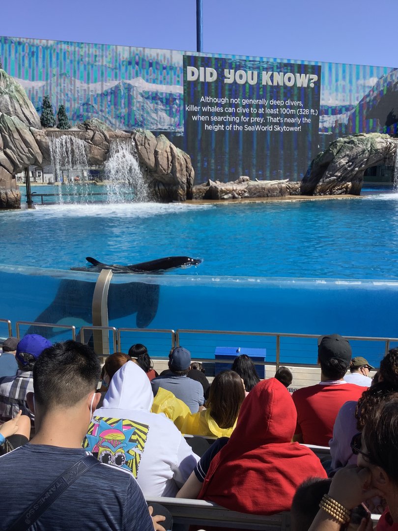 Orca Whale During Show 10/9/21