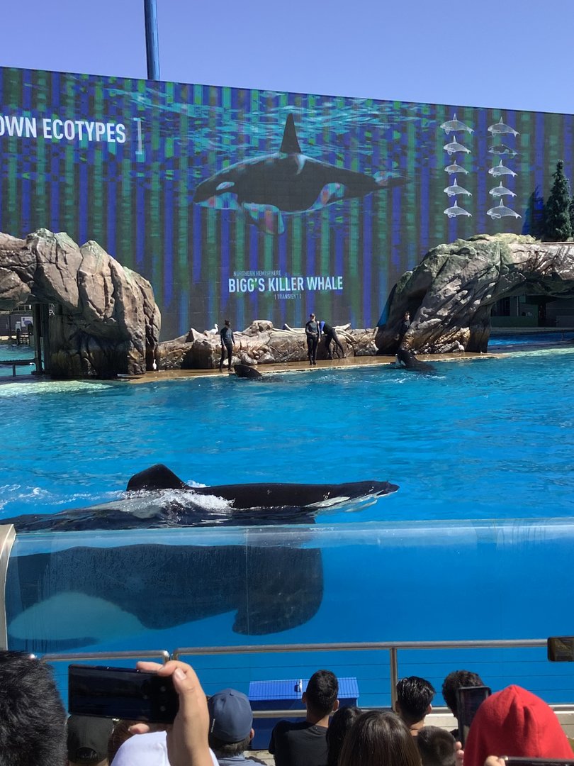 Orca Whale During Show 10/9/21