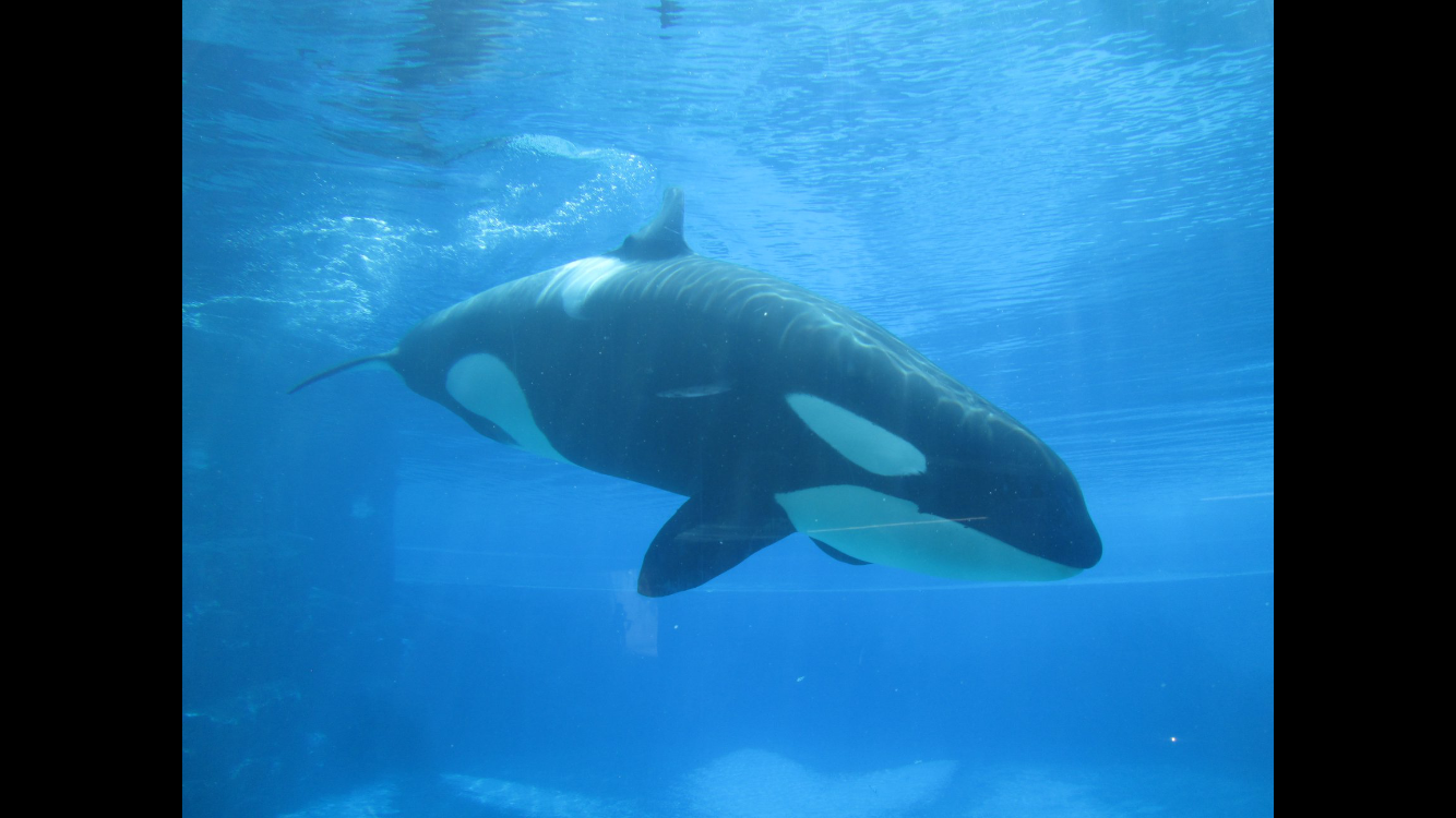Orca