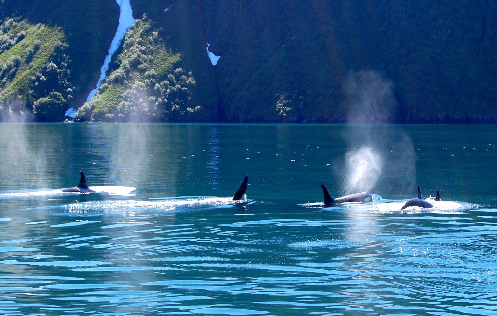 Orcas - Alaska