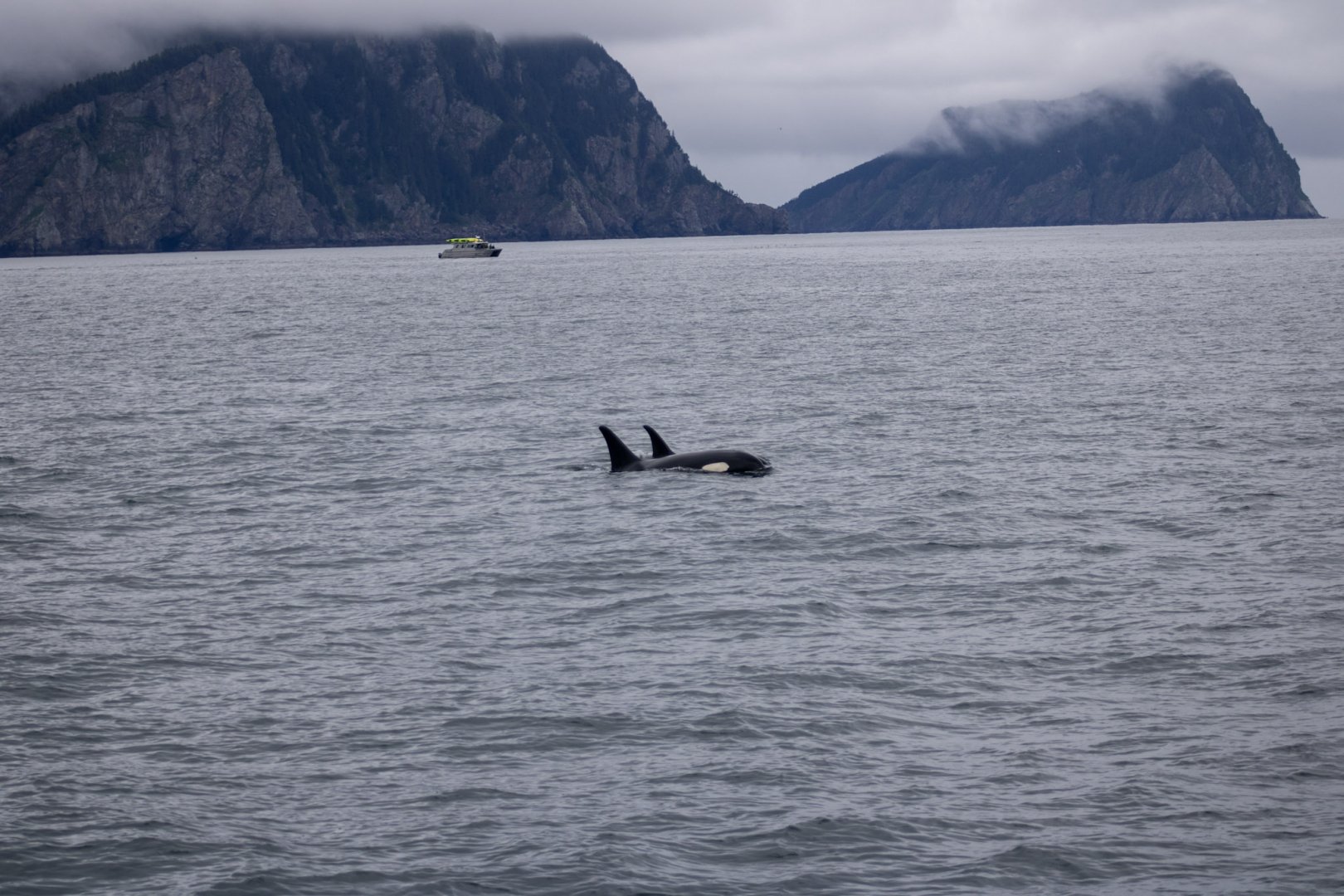 Orcas - Alaska