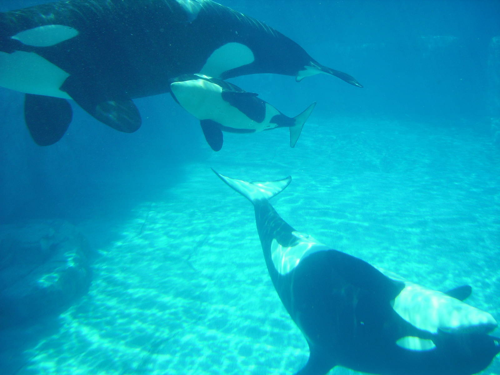 Orcas and calf - Sea World Florida