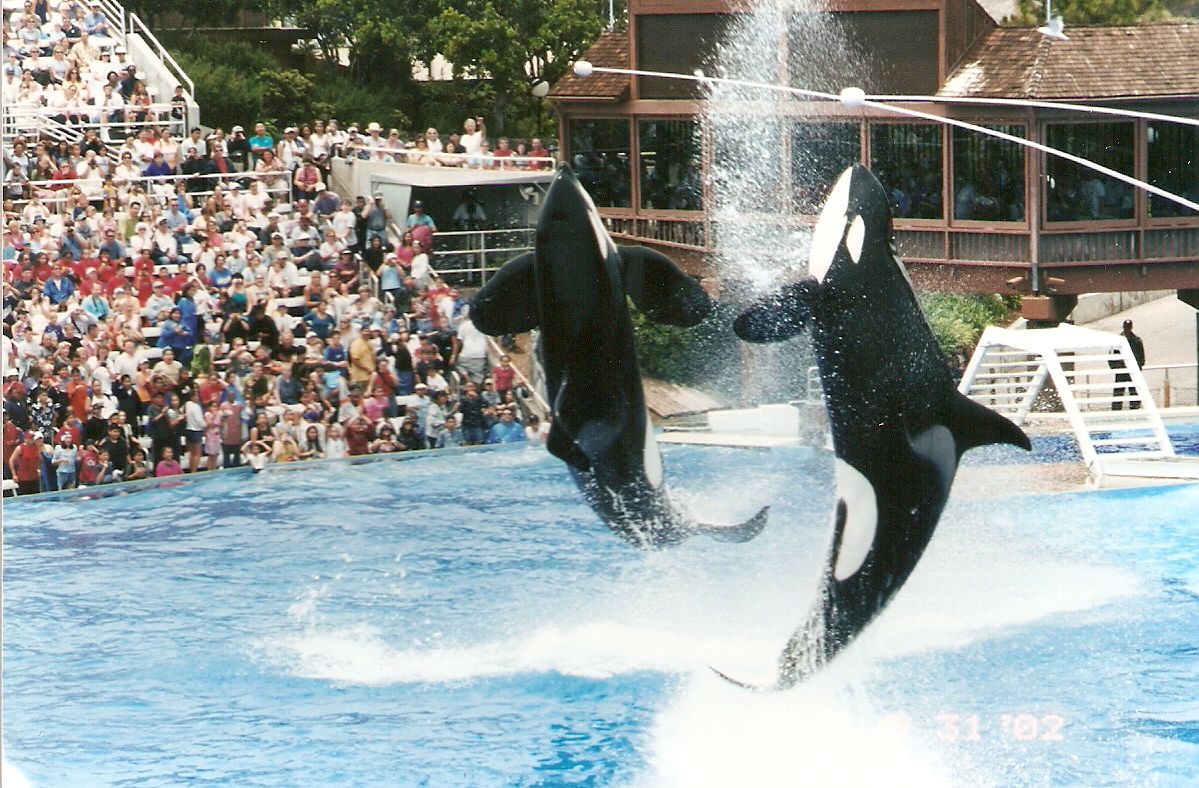 Orcas at Sea World San Diego, 31 May 2002