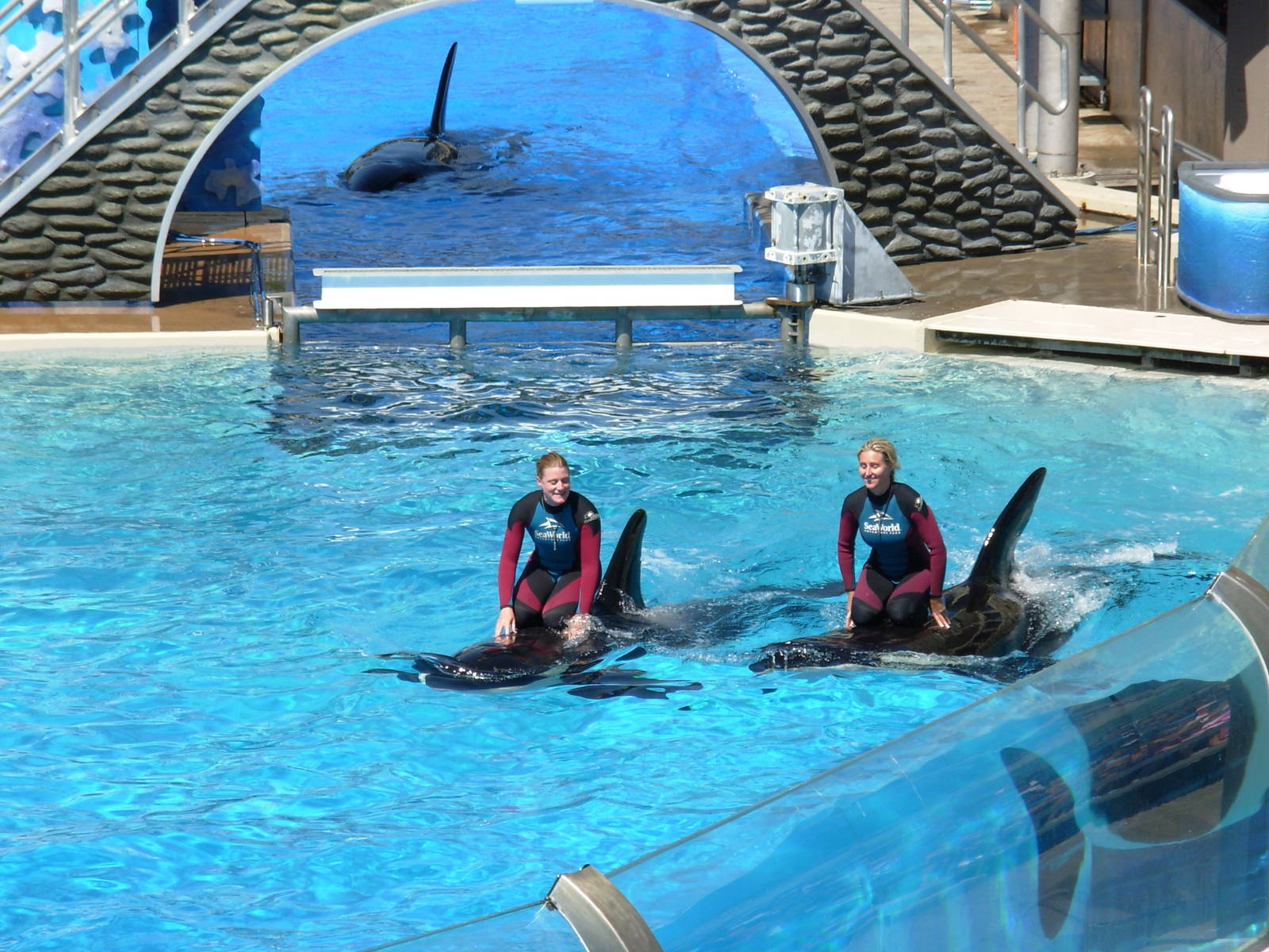 Orcas + Trainers Interacting In Water (no longer allowed)