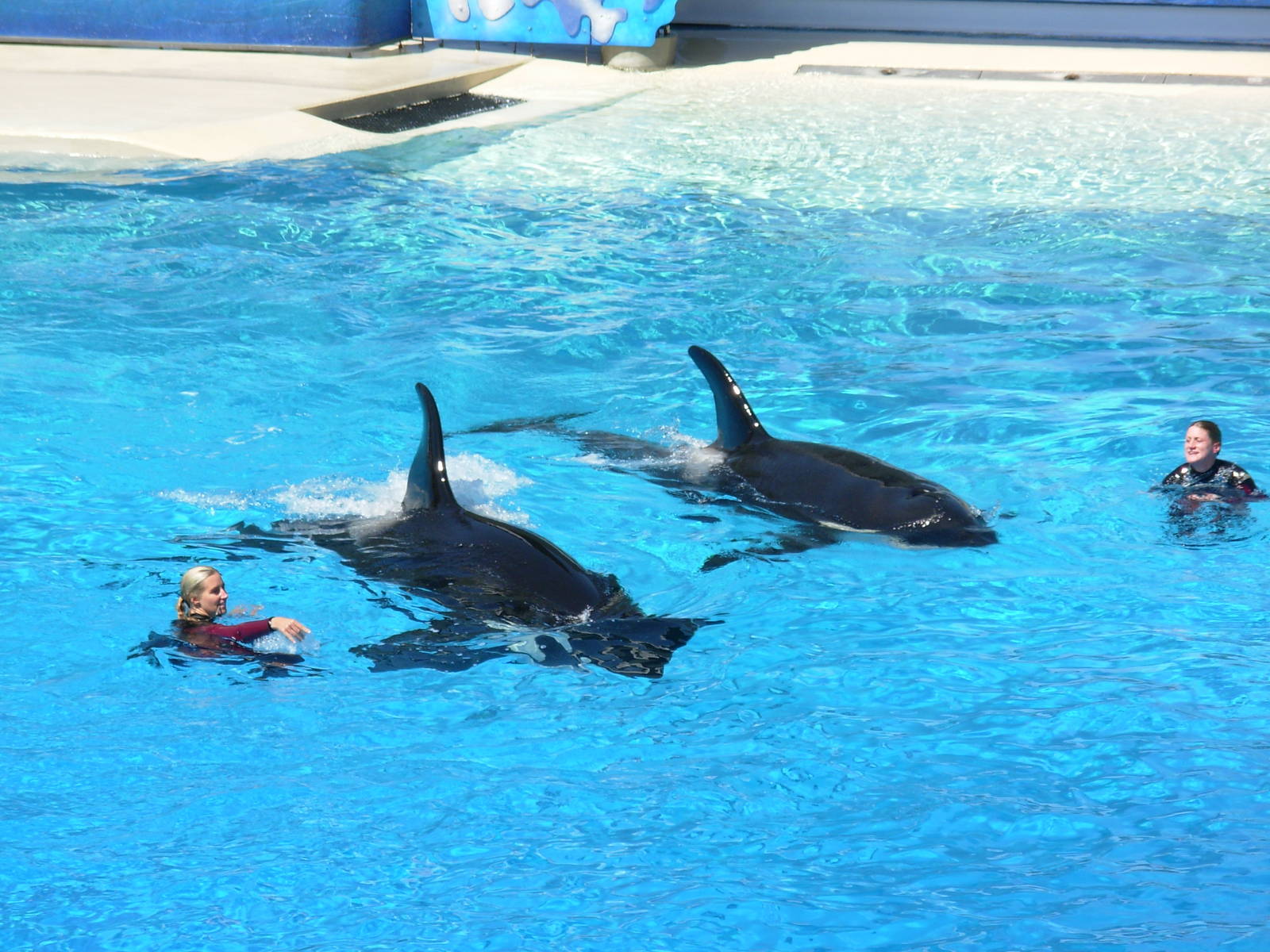 Orcas + Trainers Interacting In Water (no longer allowed)