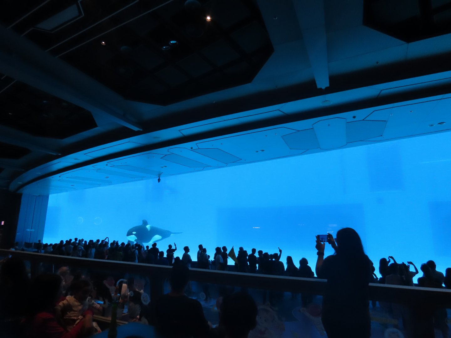 Orcas underwater viewing