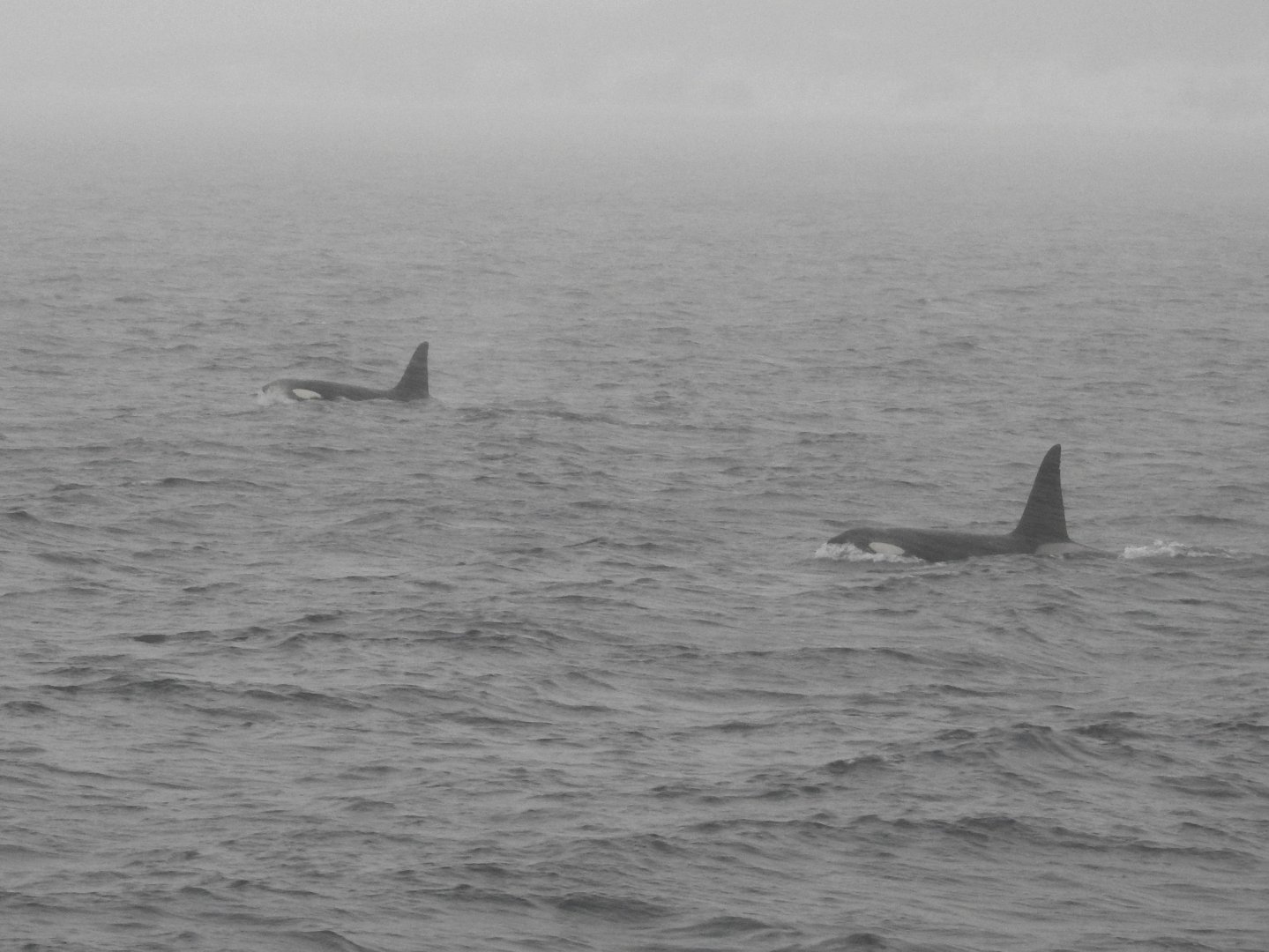 Orcas