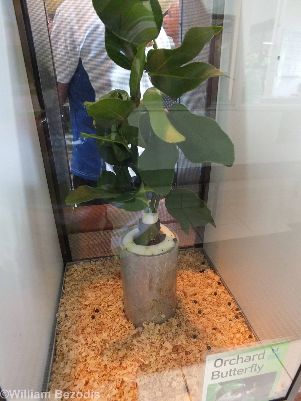 Orchard Butterfly Caterpillar Enclosure