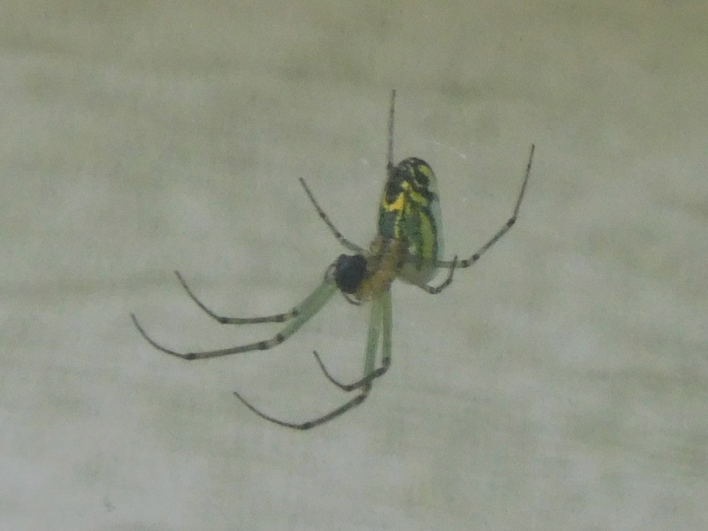 Orchard orb weaver