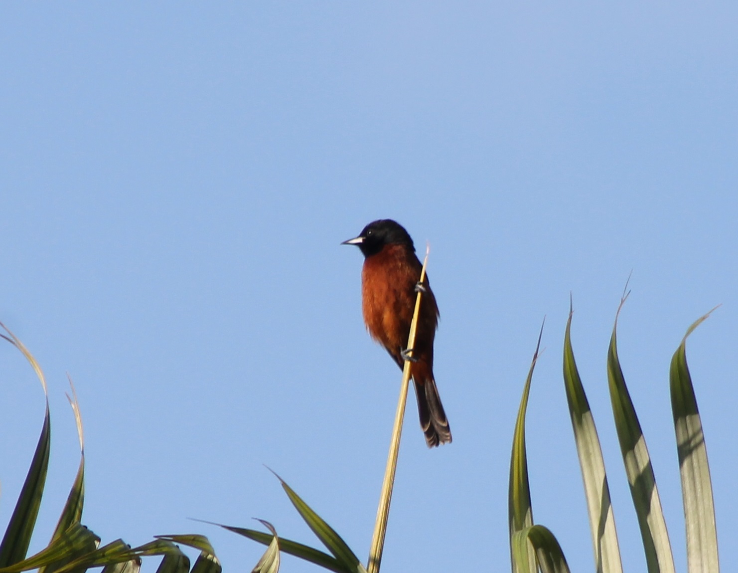 Orchard oriole