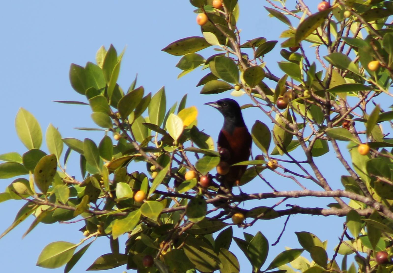 Orchard oriole