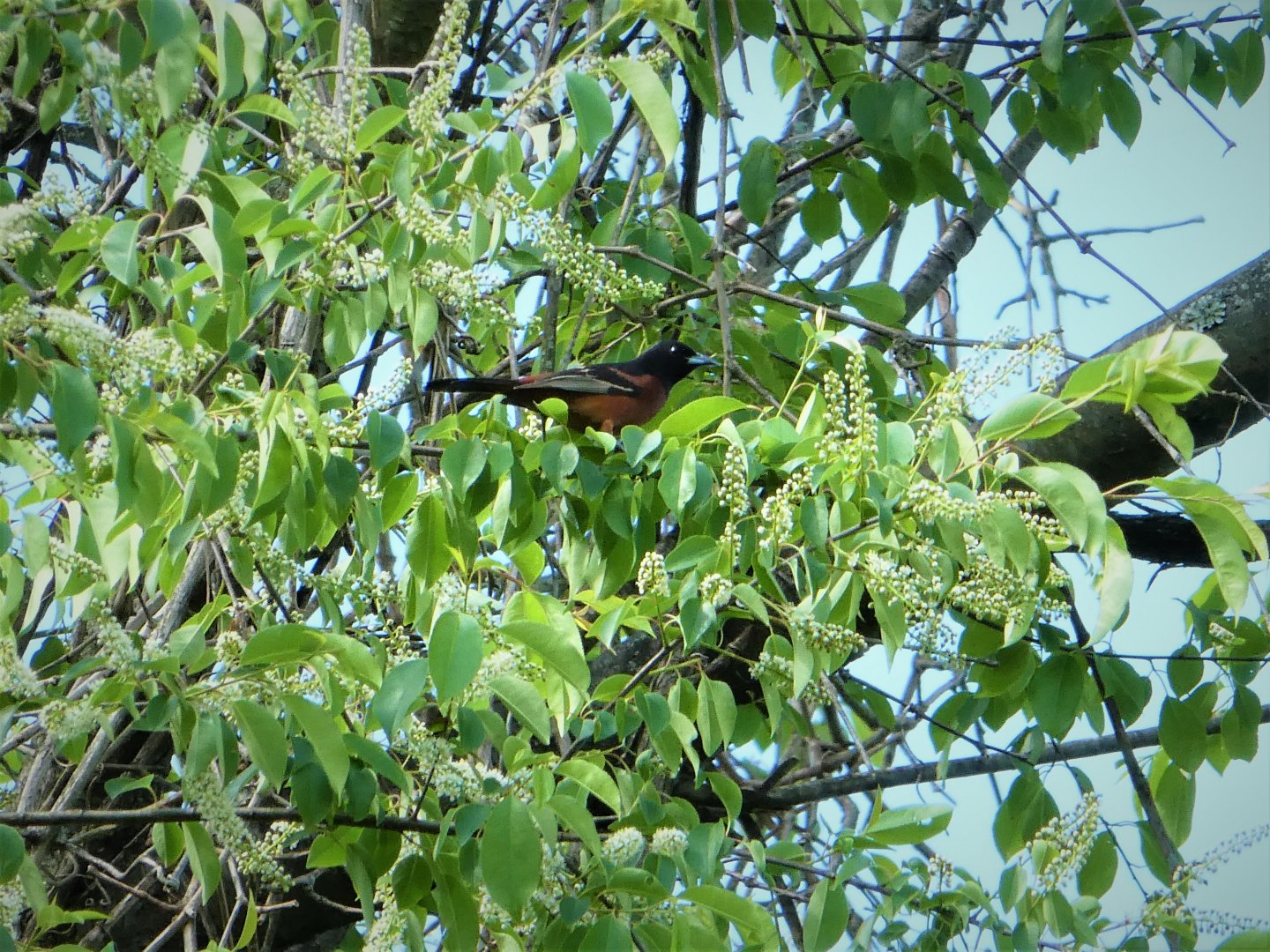 Orchard Oriole