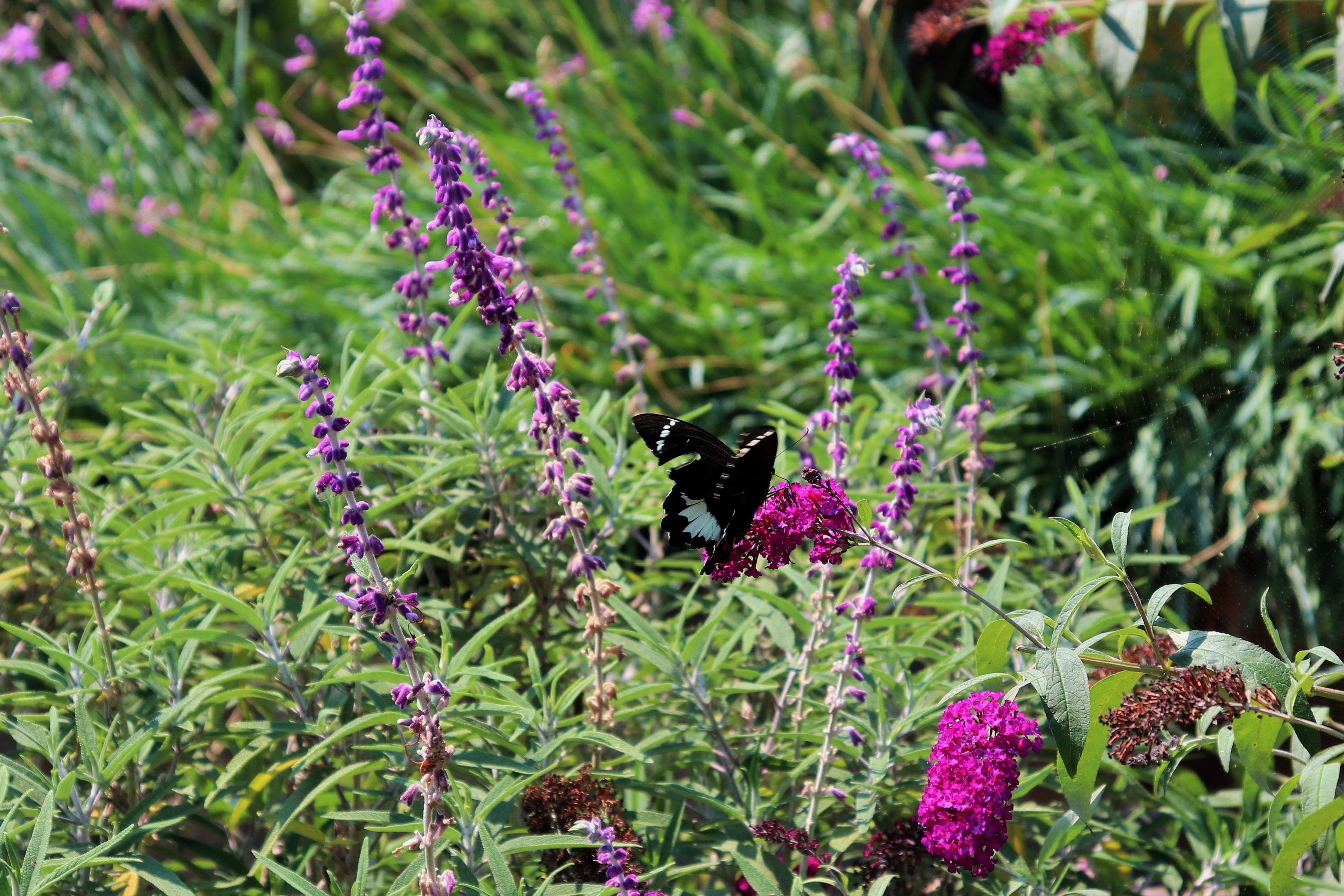 Orchard Swallowtail Butterfly (Papilio aegeus)