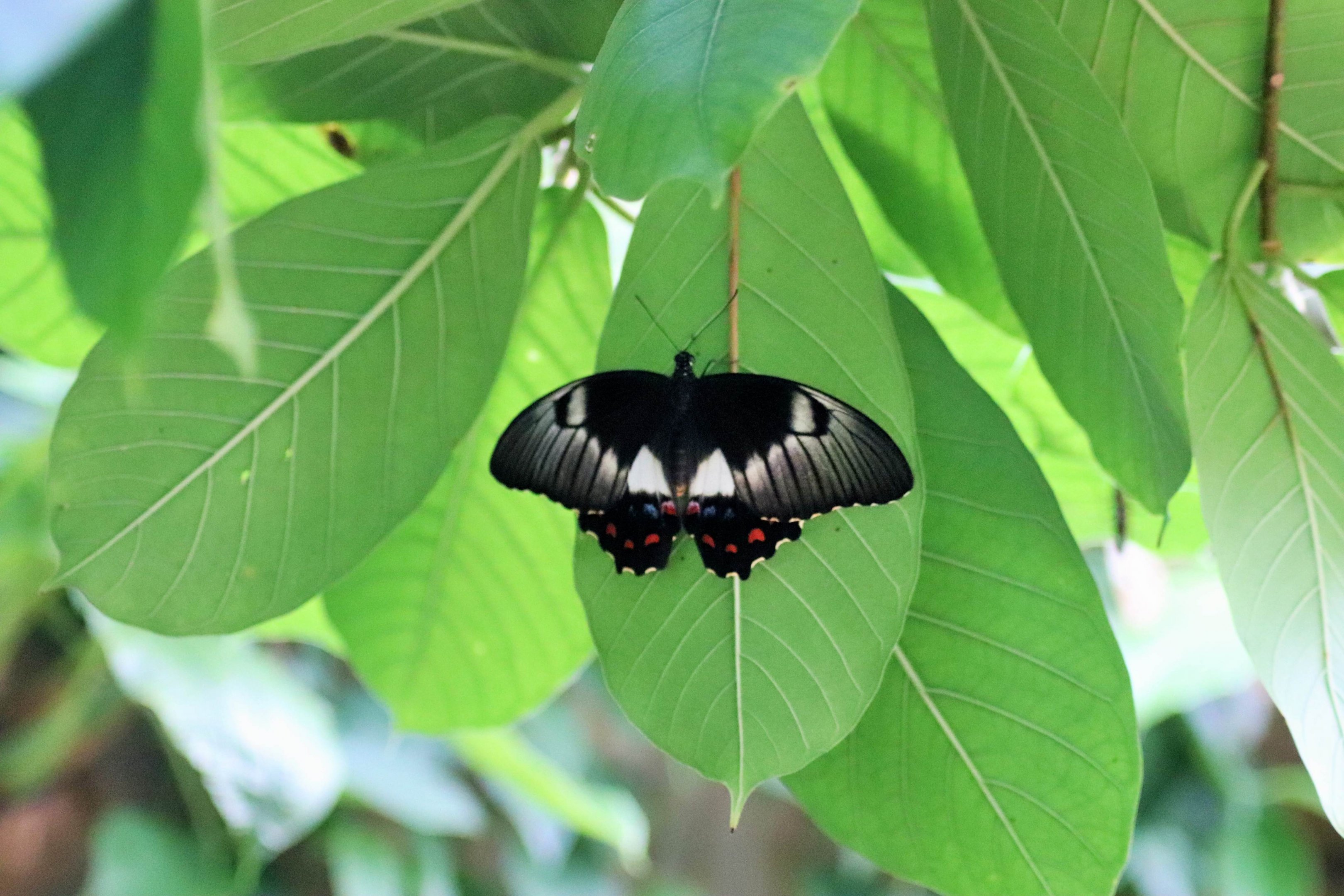 Orchard Swallowtail (Papilio aegeus)