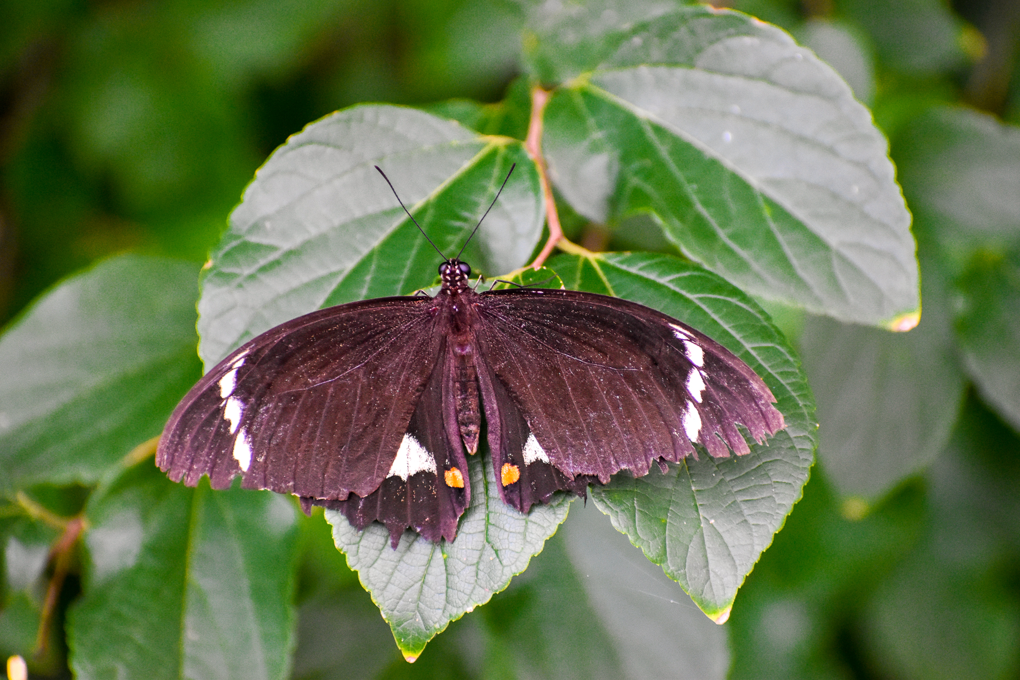 Orchard Swallowtail (Papilio aegeus)