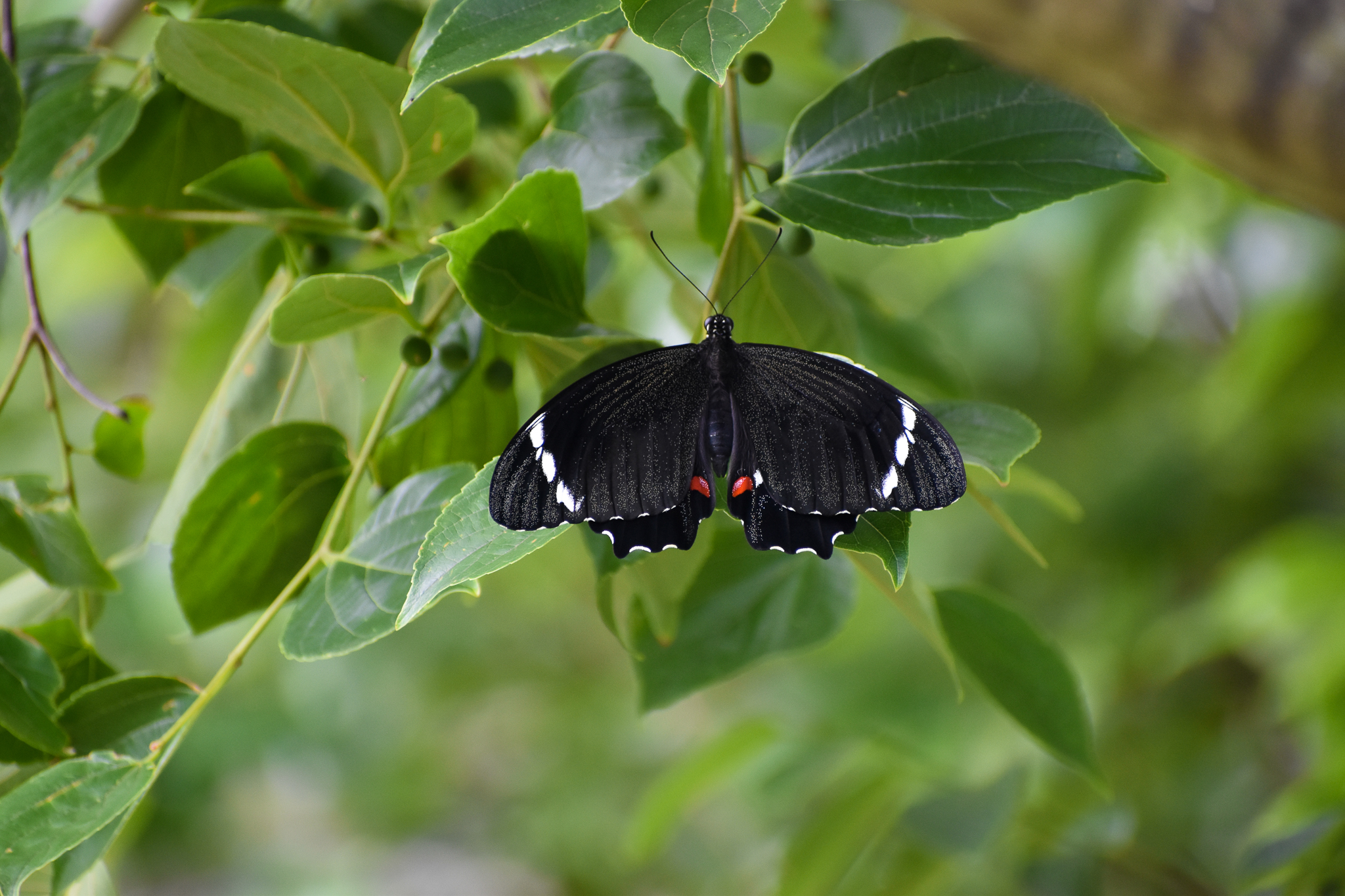 Orchard Swallowtail (Papilio aegeus)