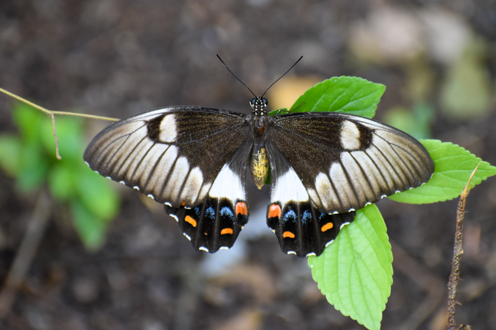 Orchard Swallowtail (Papilio aegeus)
