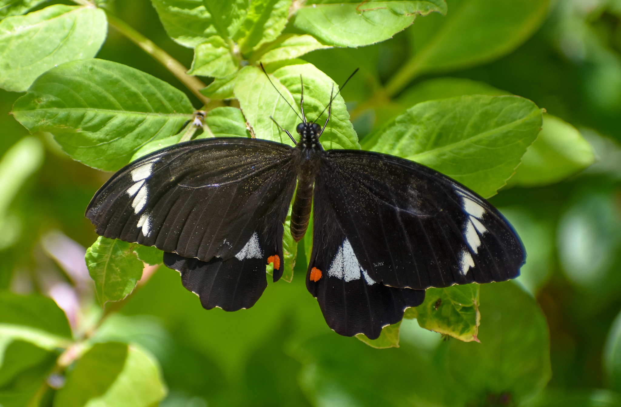 Orchard Swallowtail, Papilio aegeus
