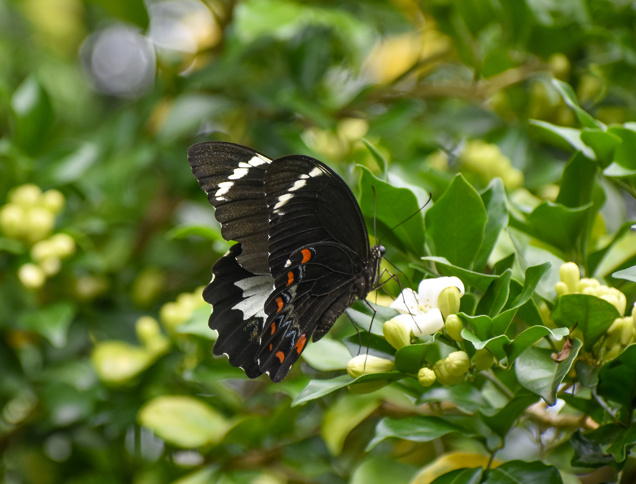 Orchard Swallowtail