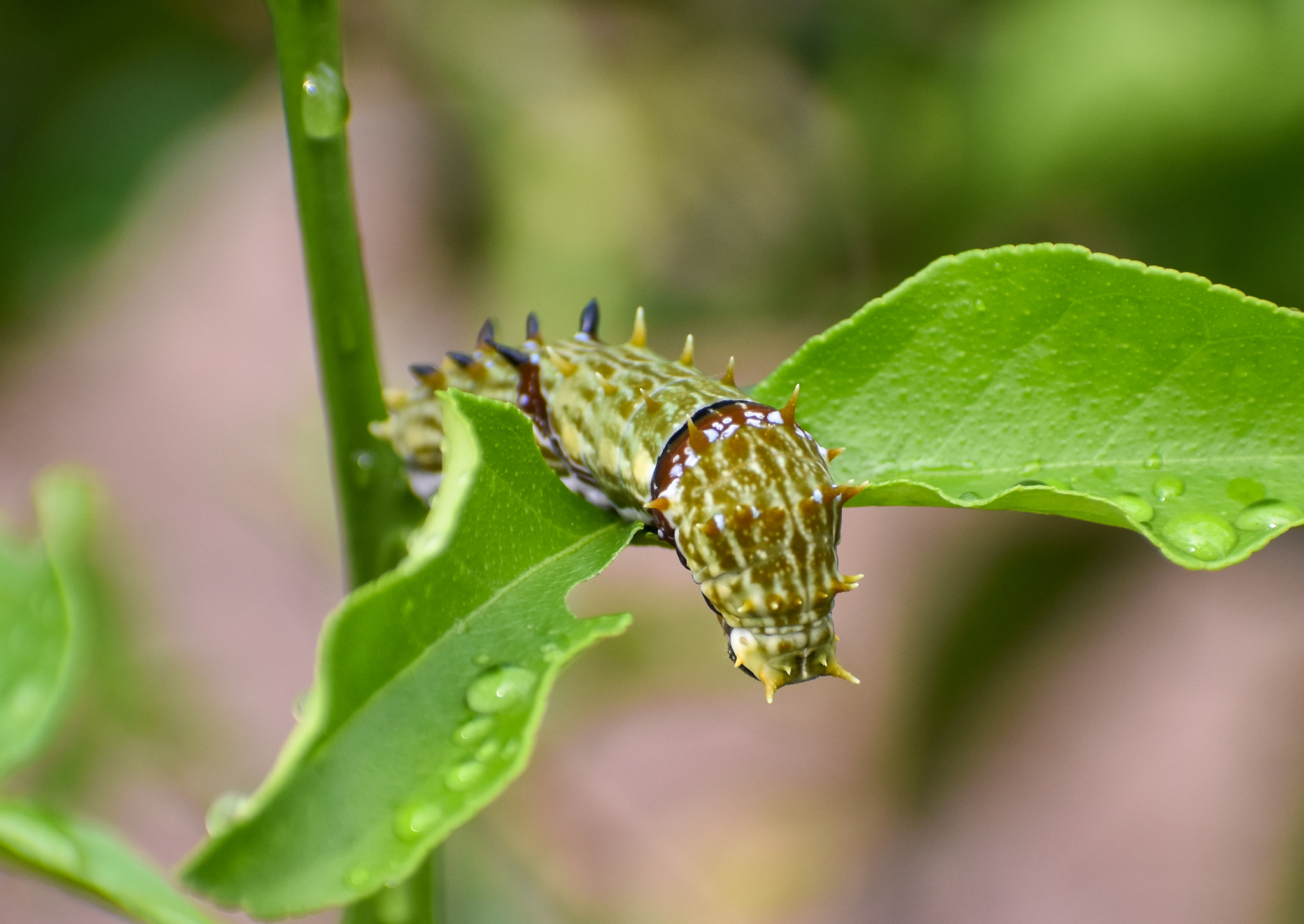 Orchard Swallowtail
