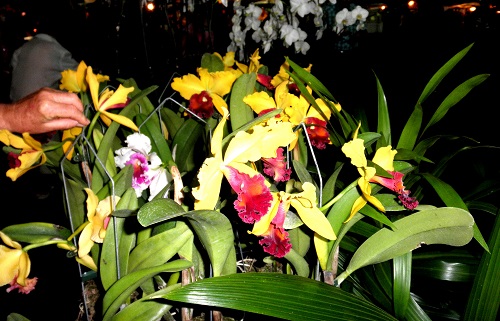 Orchards on sale.  Reunion.