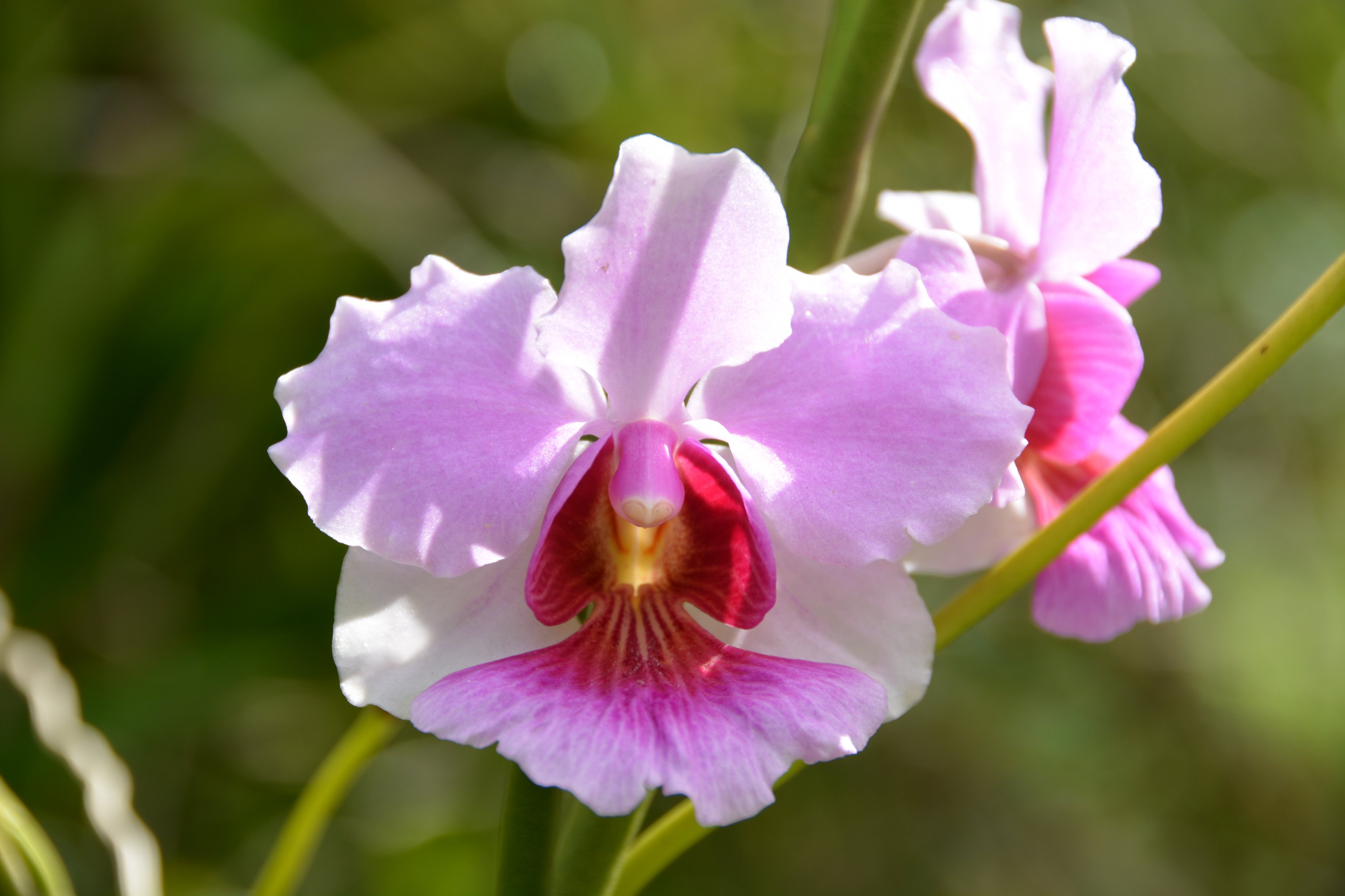 Orchid 4