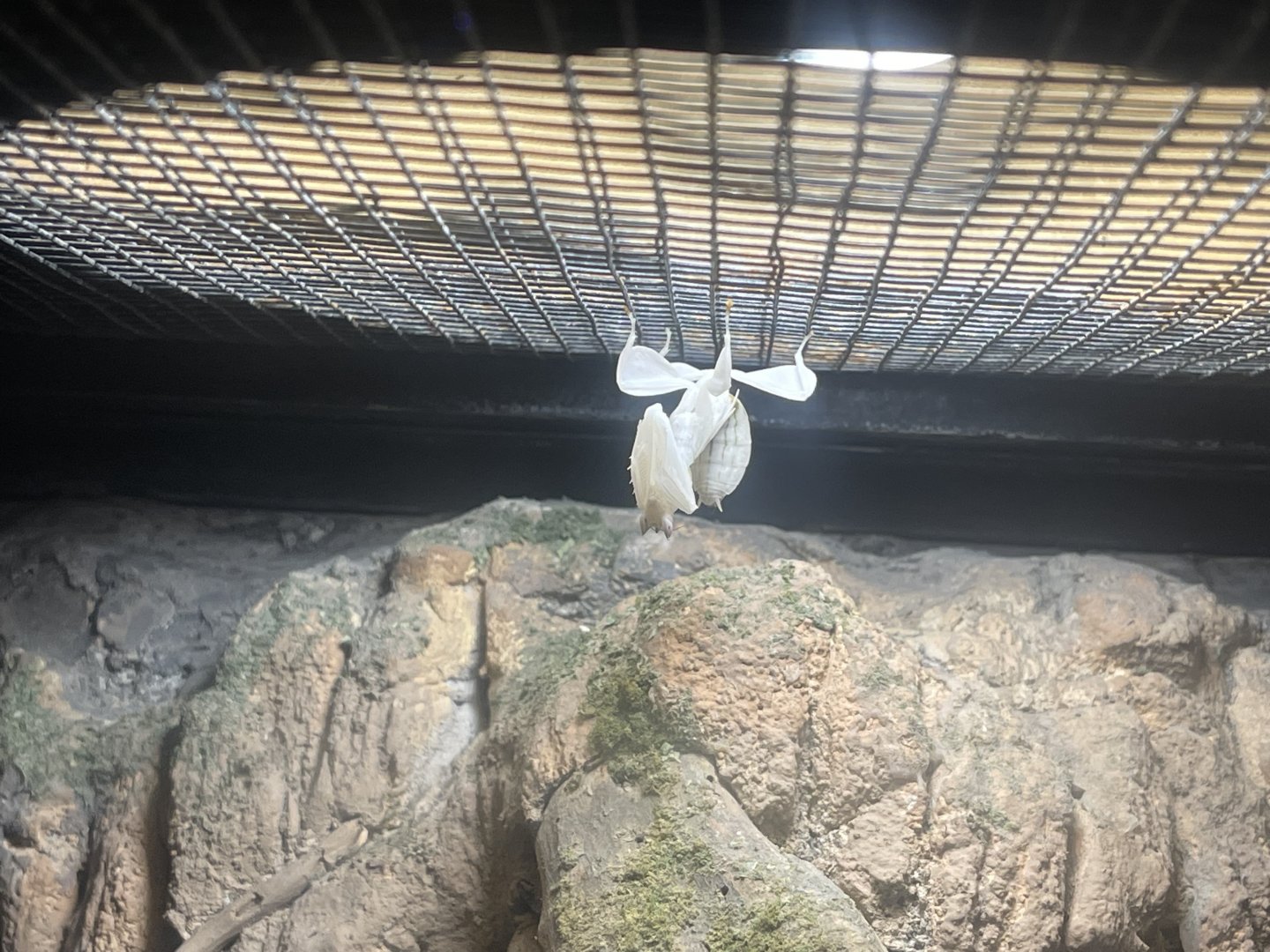 orchid-blossom mantis (hymenopus coronatus)