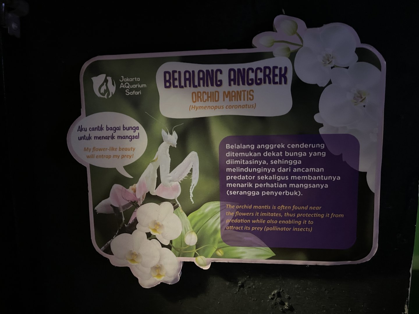 orchid-blossom mantis signage