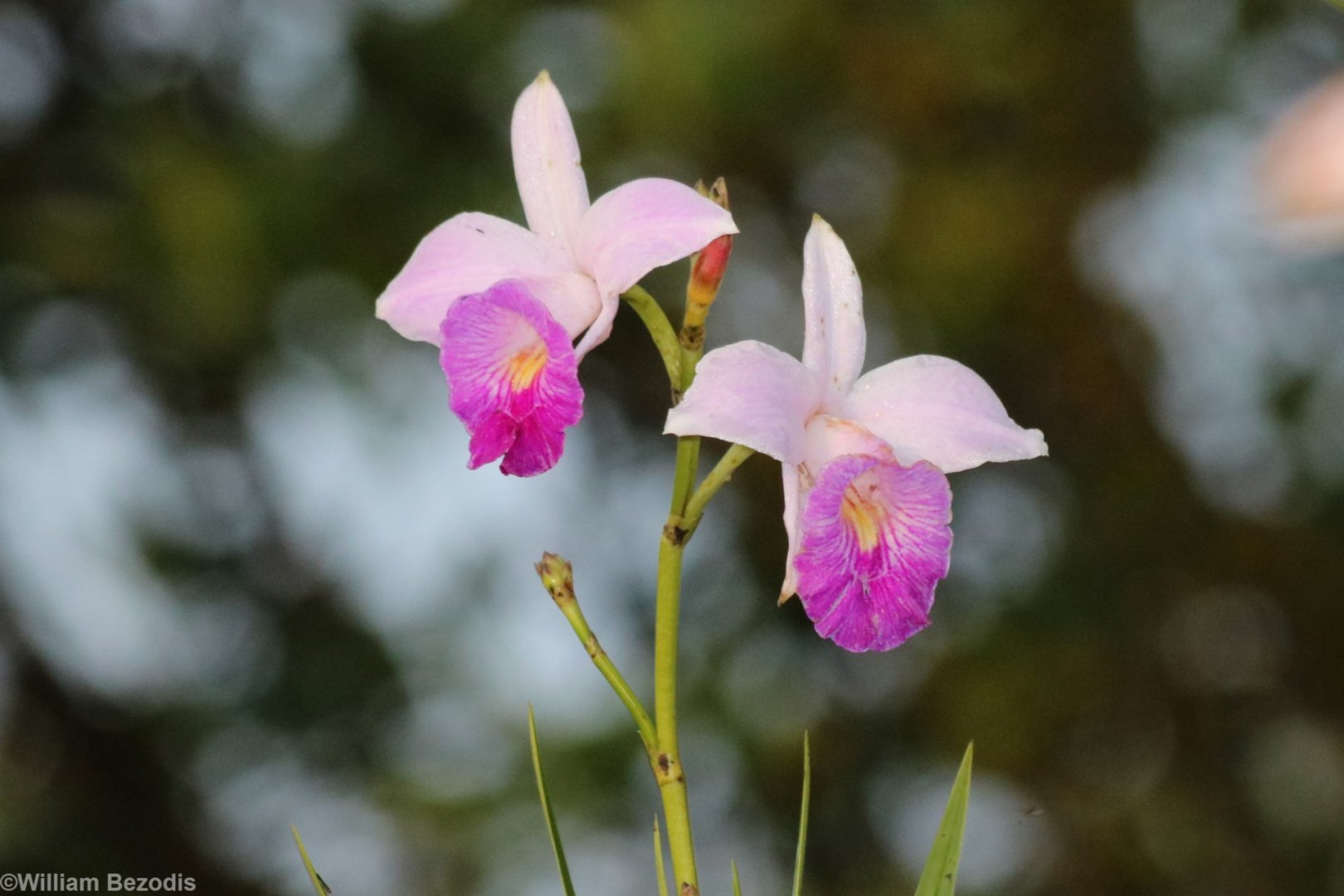 Orchid - Crocker Range