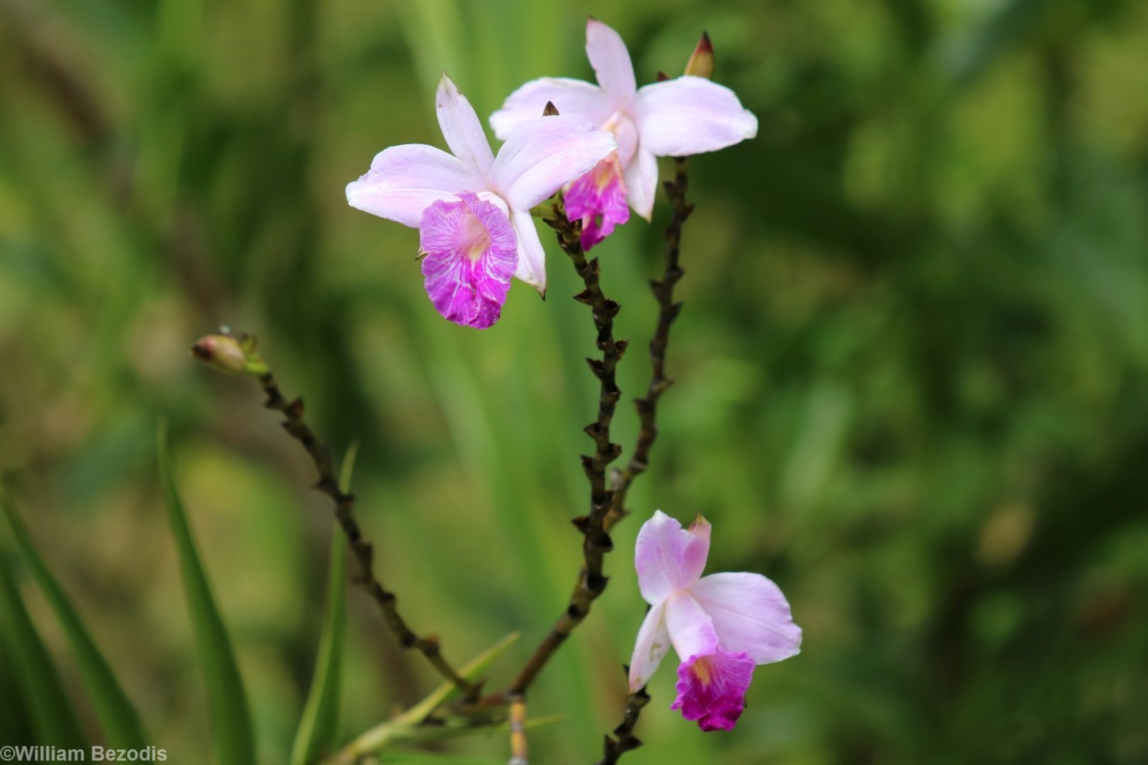 Orchid - Crocker Range