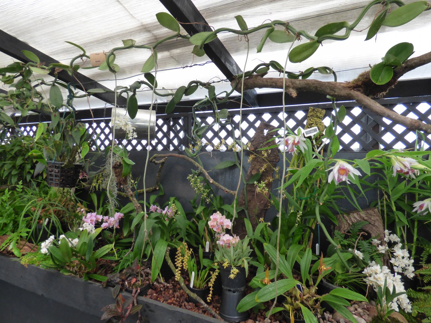 Orchid Display in The Plant Project