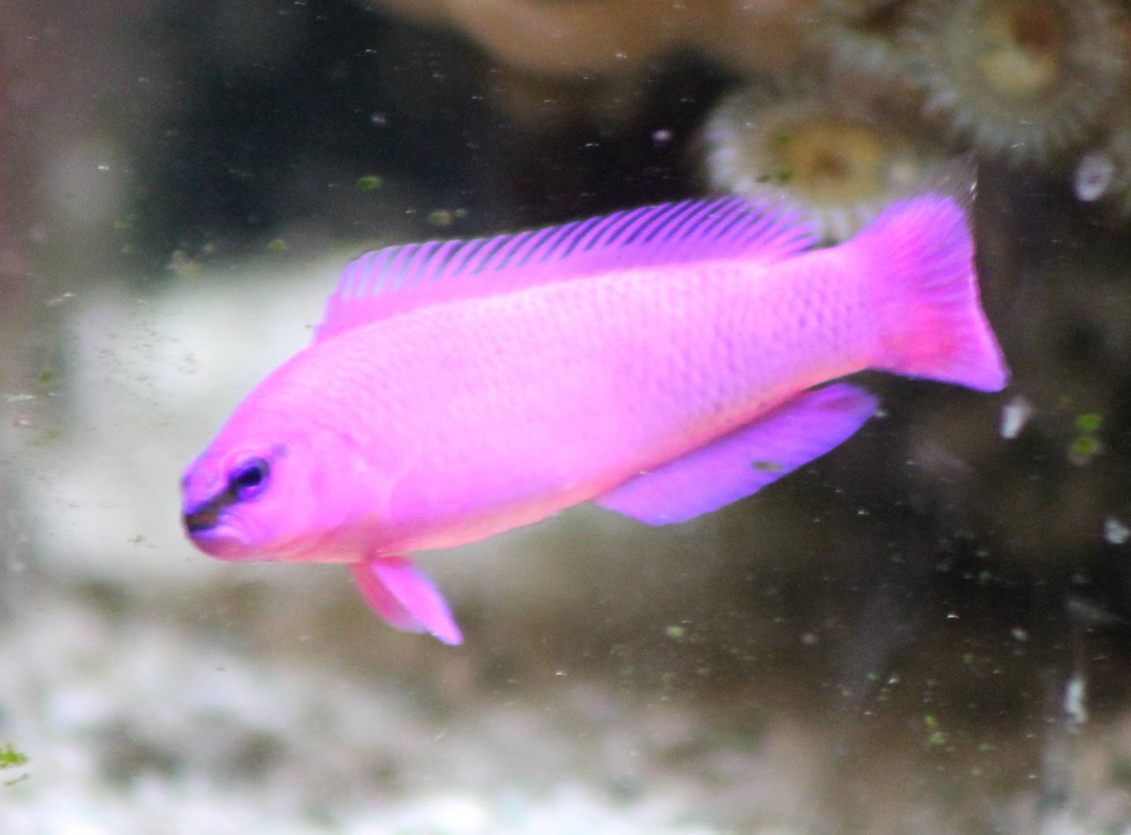 Orchid dottyback