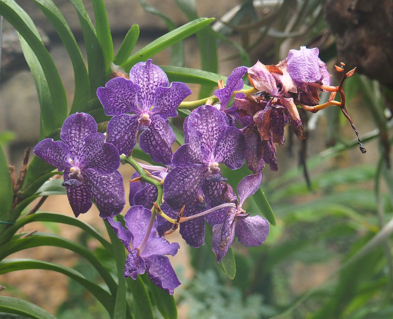 Orchid flowers, 2022-09-12