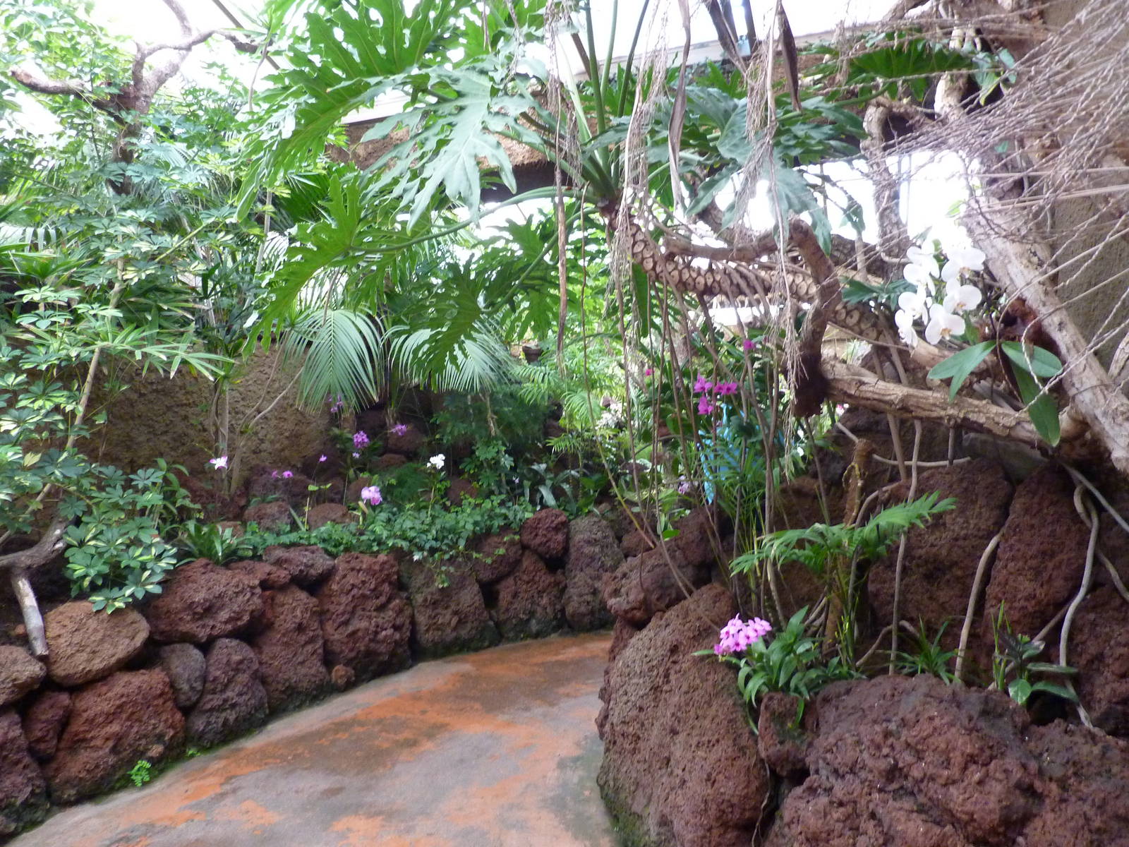 Orchid house