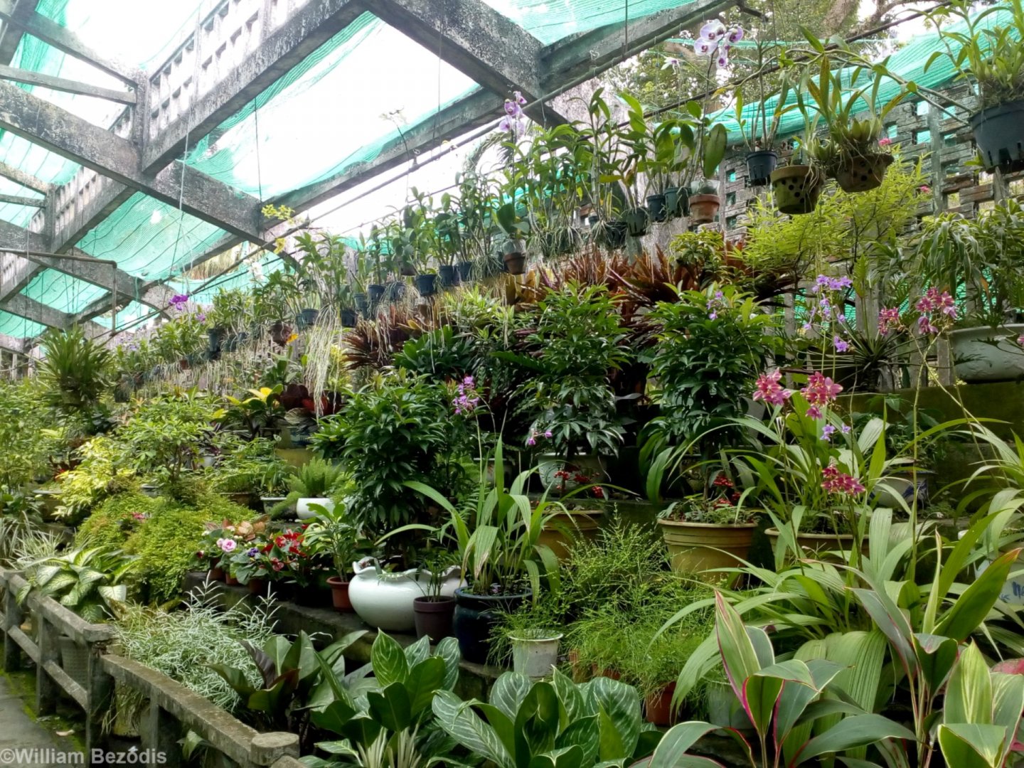 Orchid House