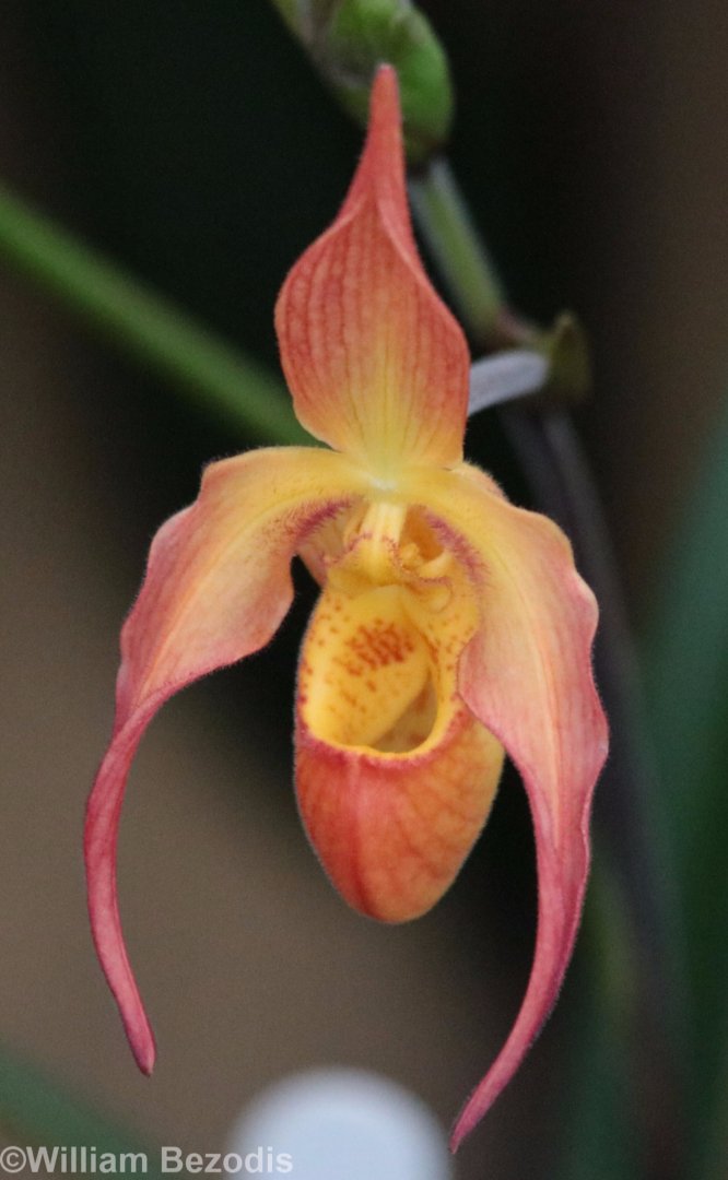 Orchid Labelled as Bulbophyllum carunculatum (but doesn't look like it to me)