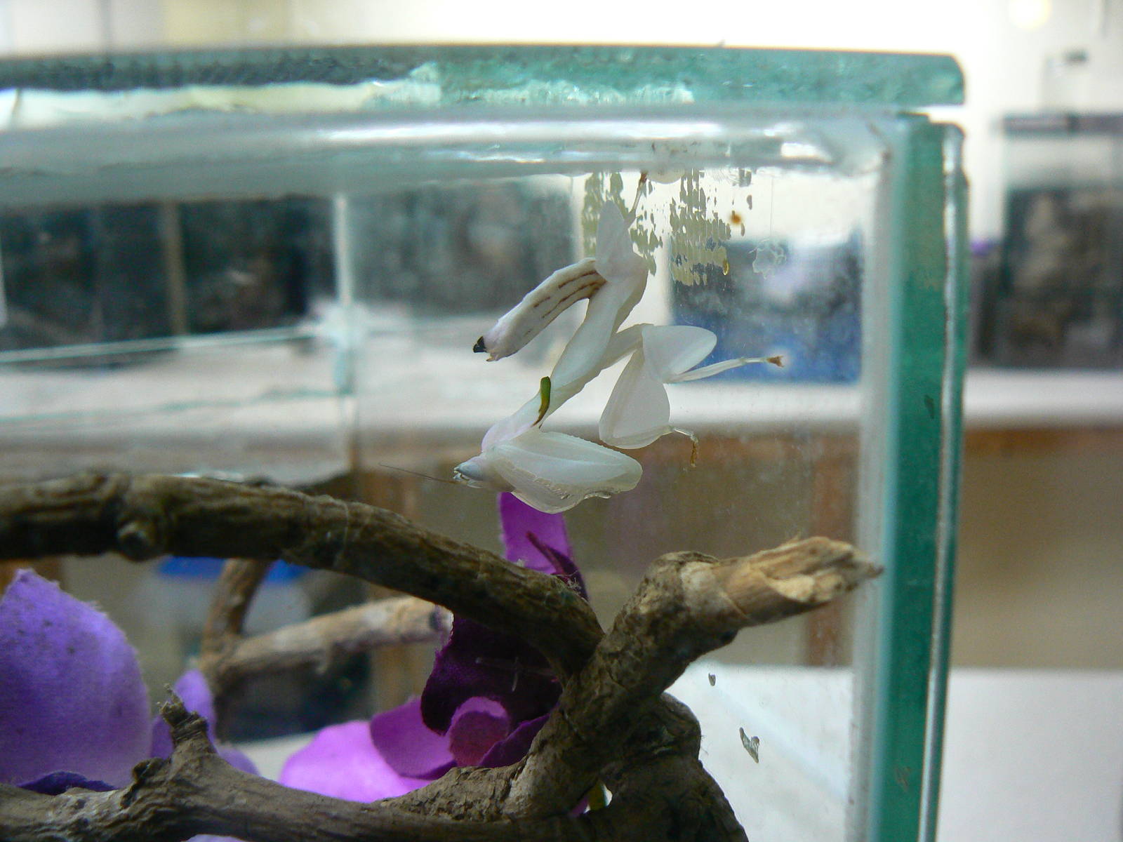 Orchid Mantis - 6 February 2016