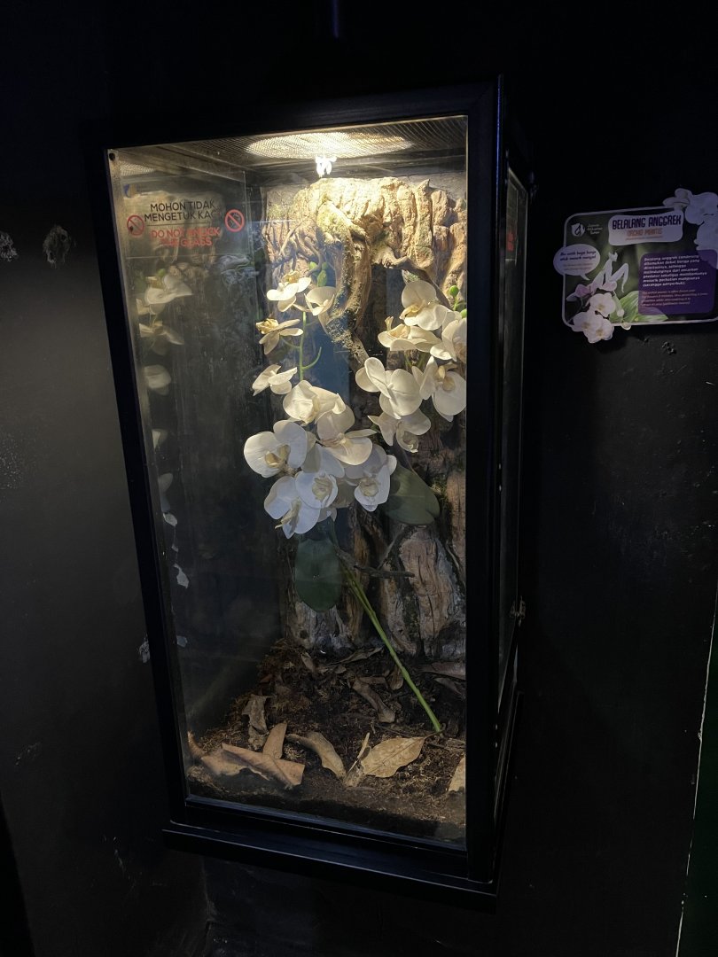 orchid mantis exhibit
