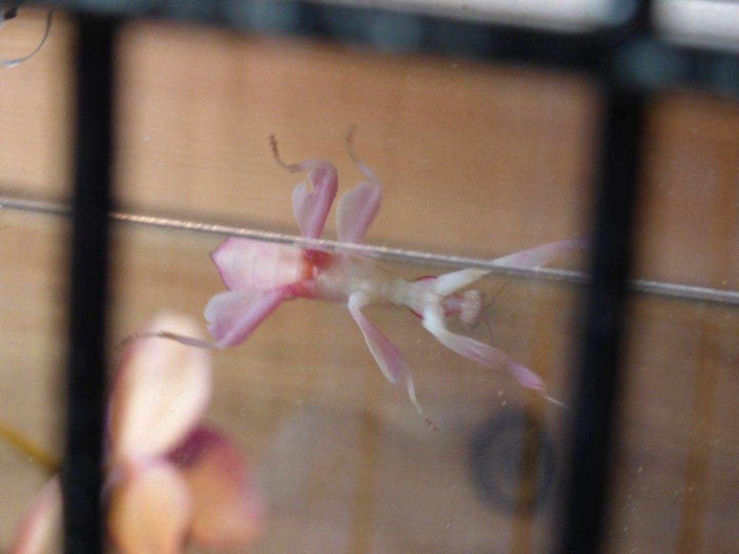 Orchid Mantis