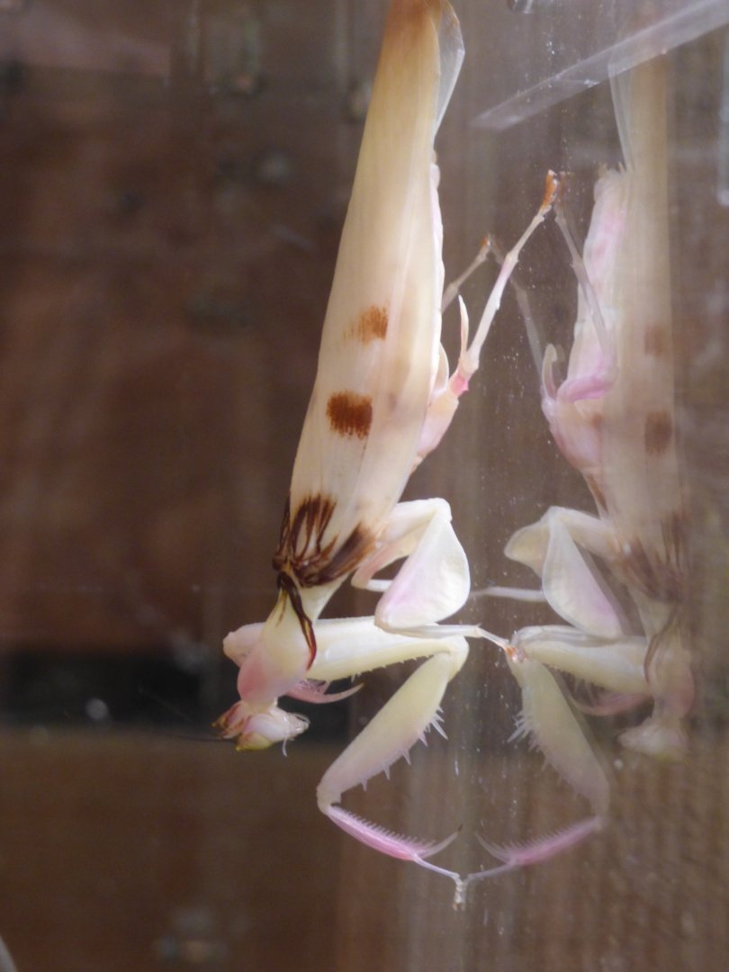 Orchid Mantis