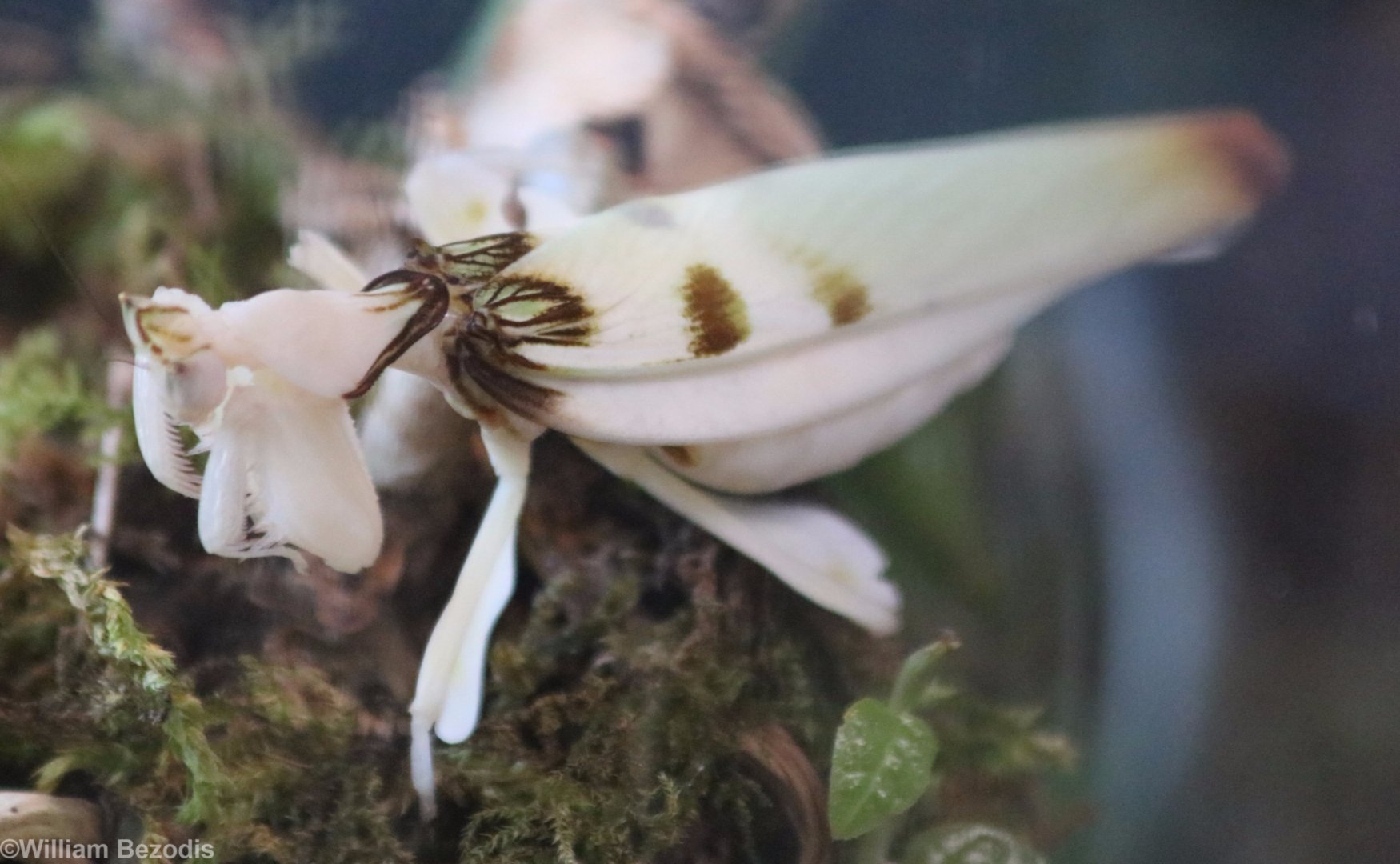 Orchid Mantis