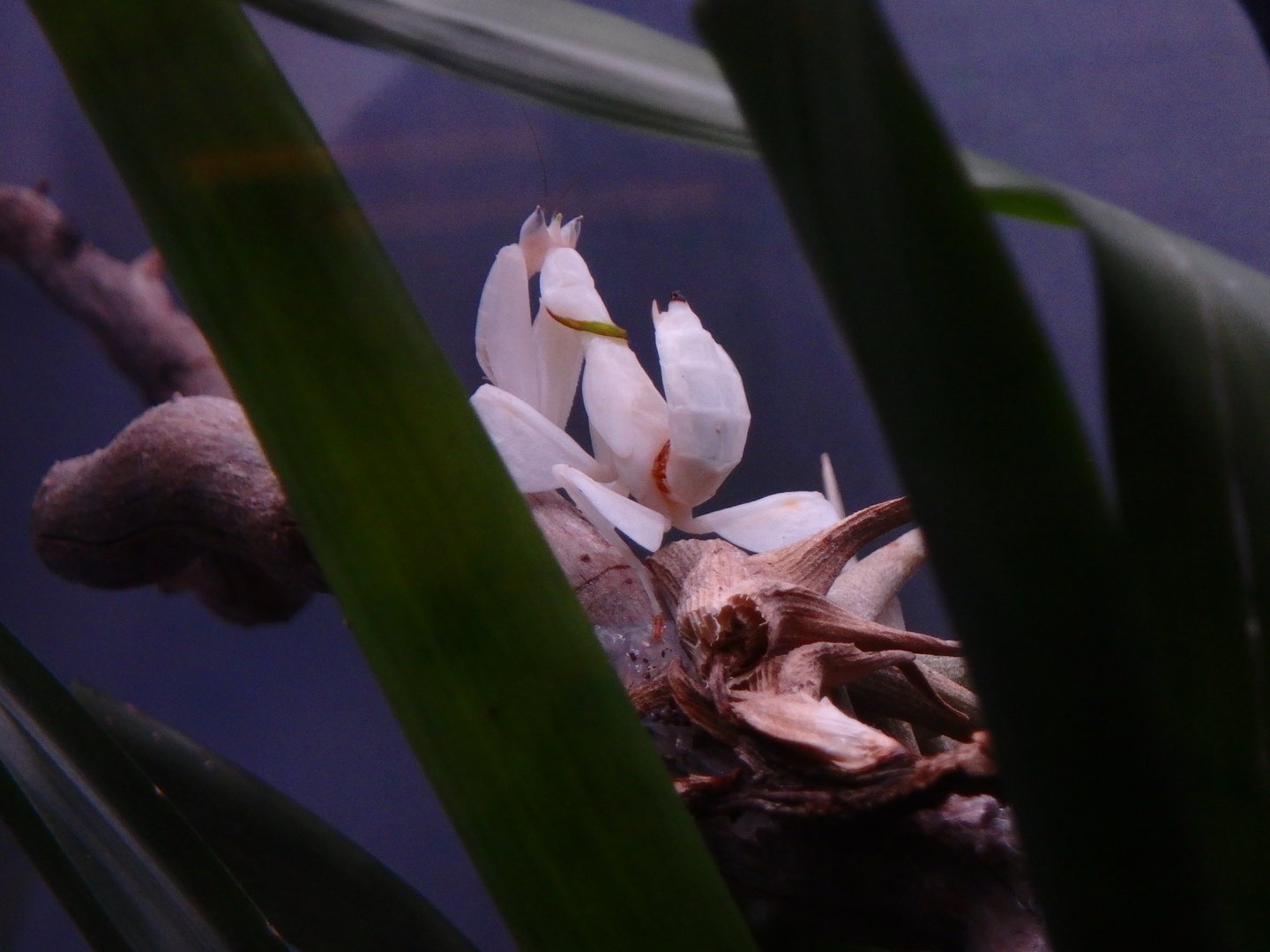 Orchid mantis
