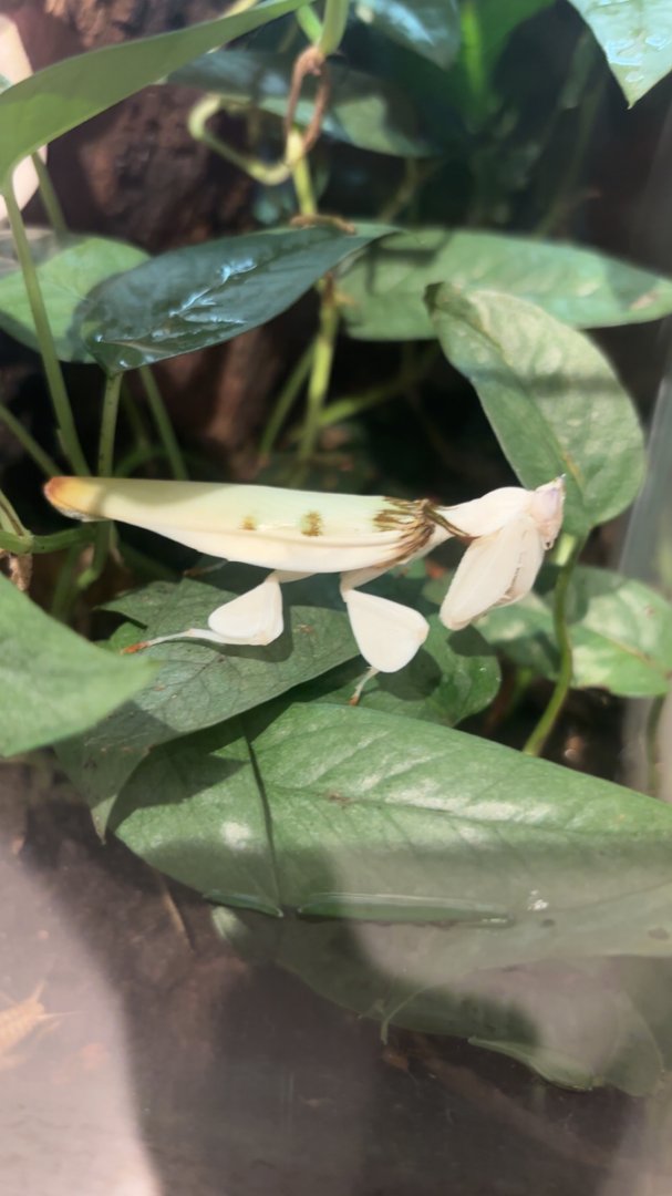 Orchid Mantis
