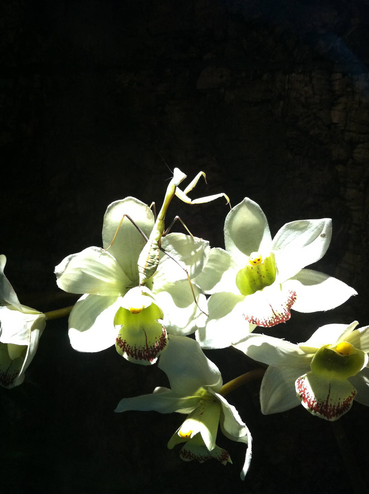 Orchid Praying Mantis